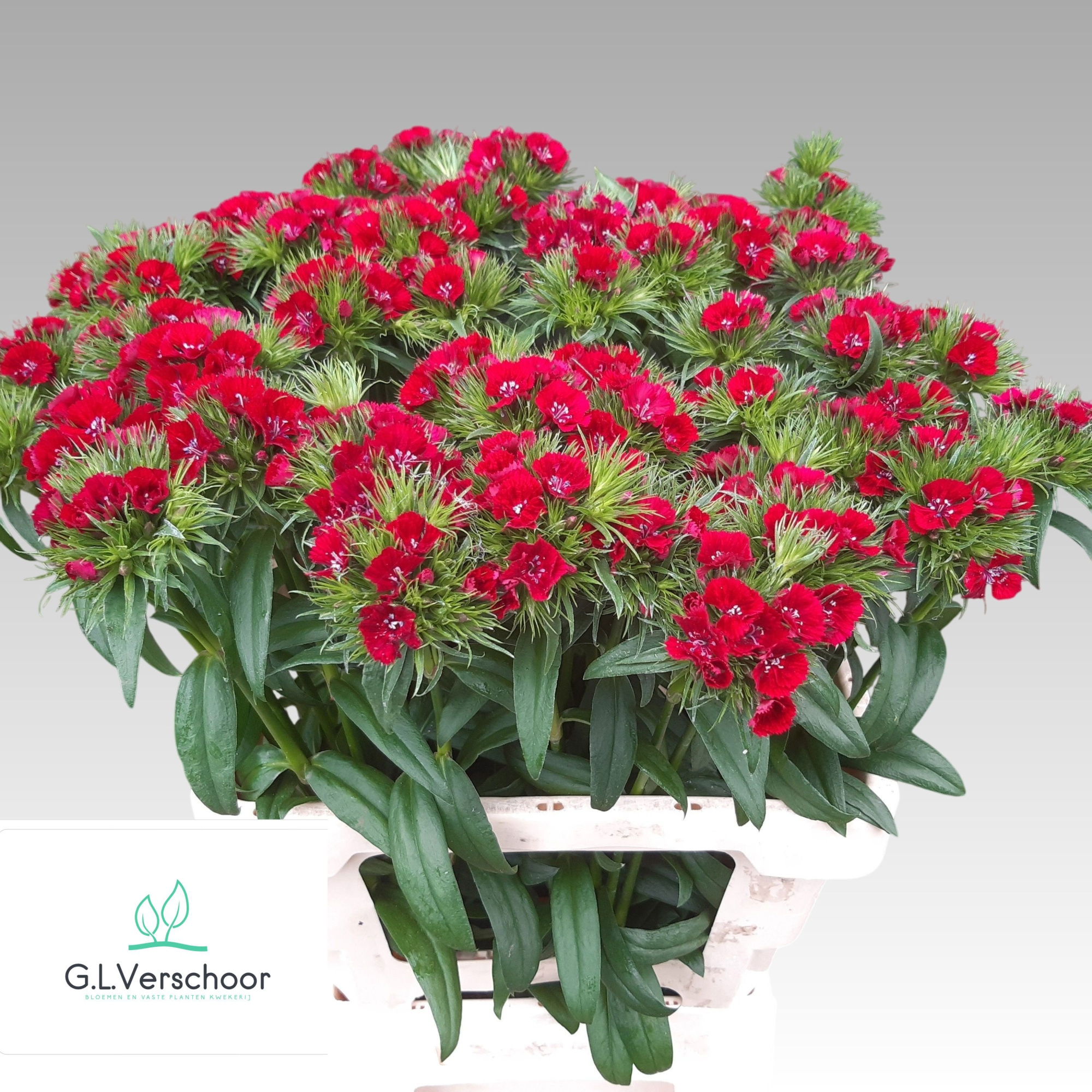 Диантус Барбатус Свит Вилл Рэд 60, шт.