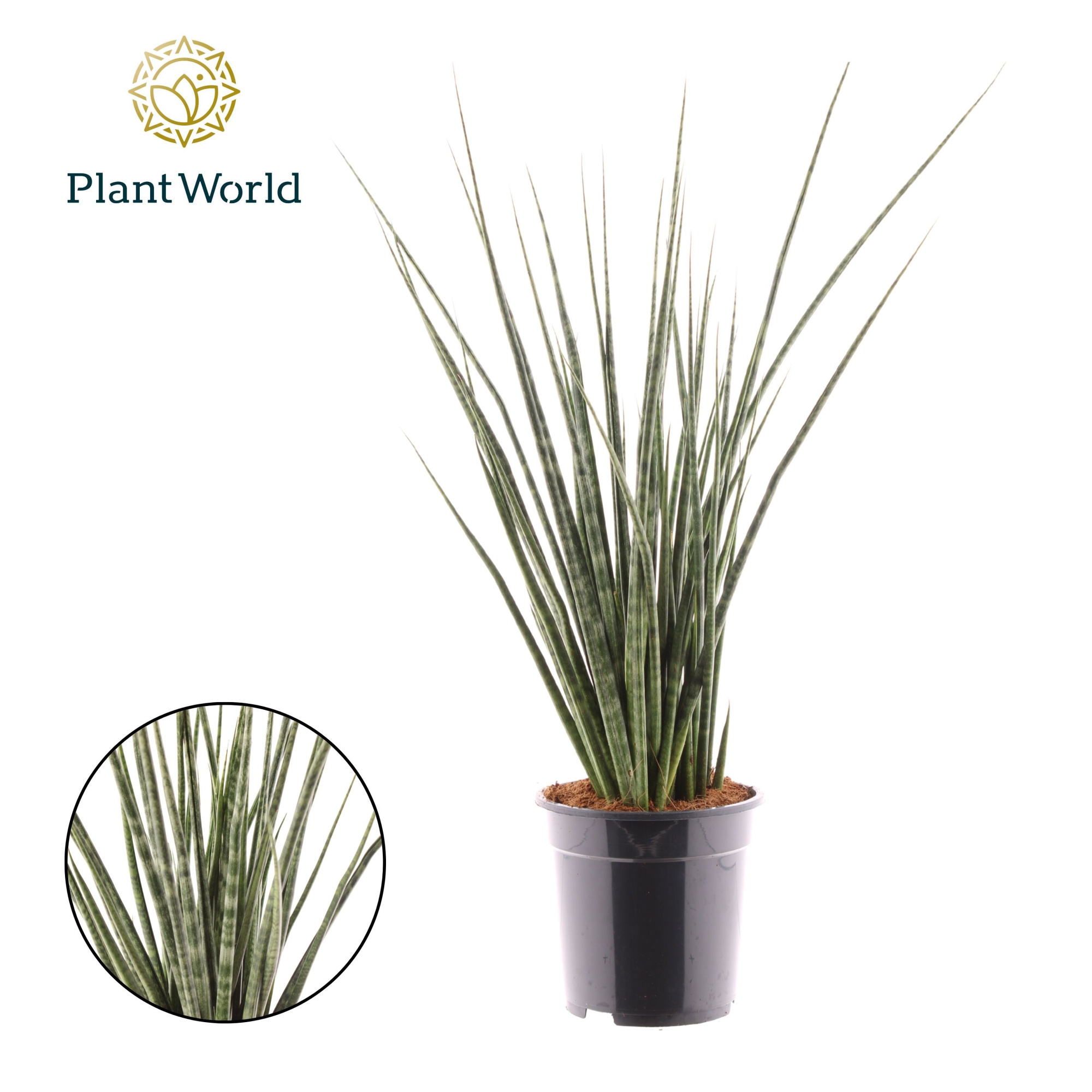 Sansevieria Digitorum, D 19 cm