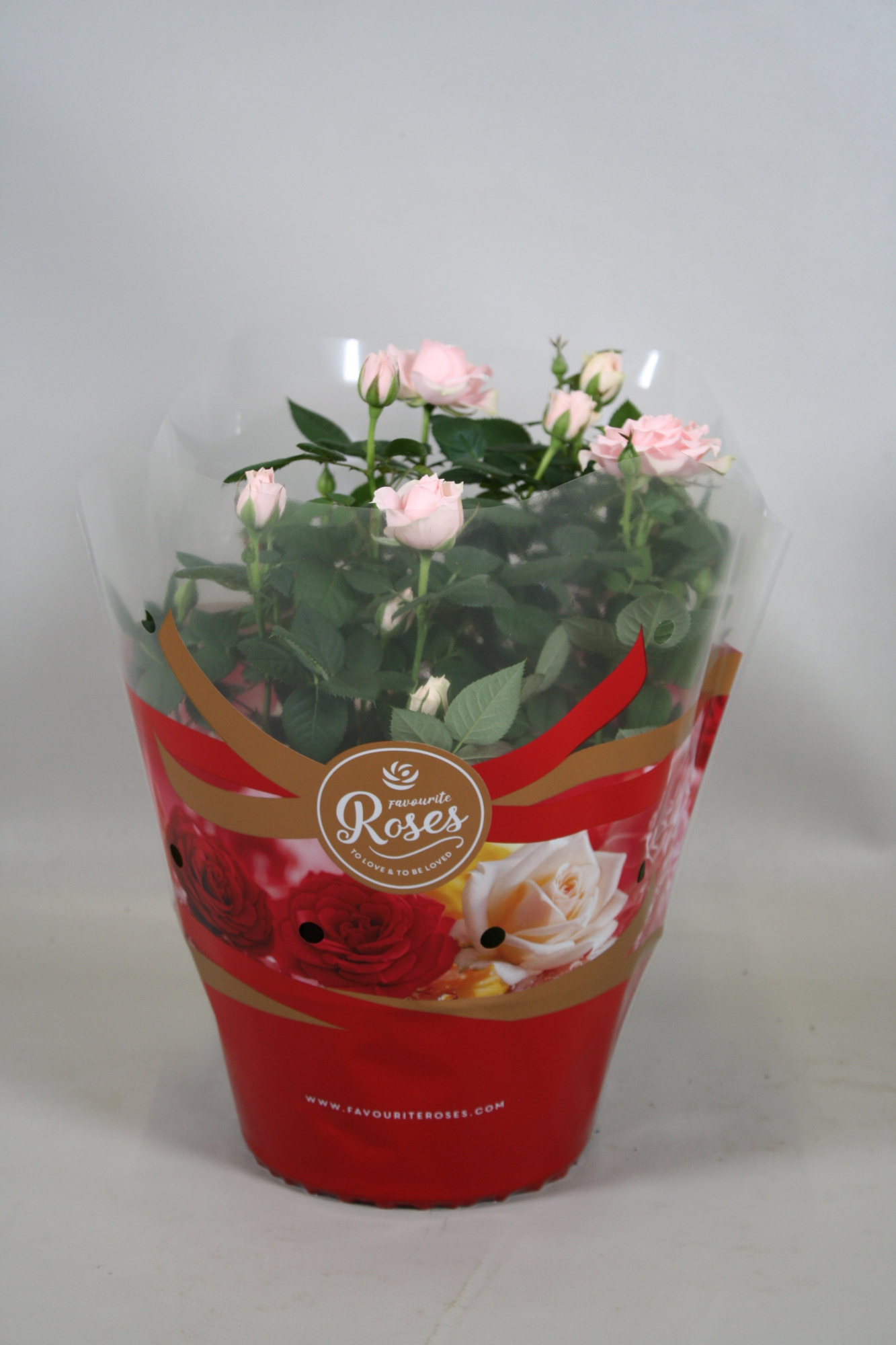 Rosa Favourite Roses light pink schaal +seizoenshoes, D 20