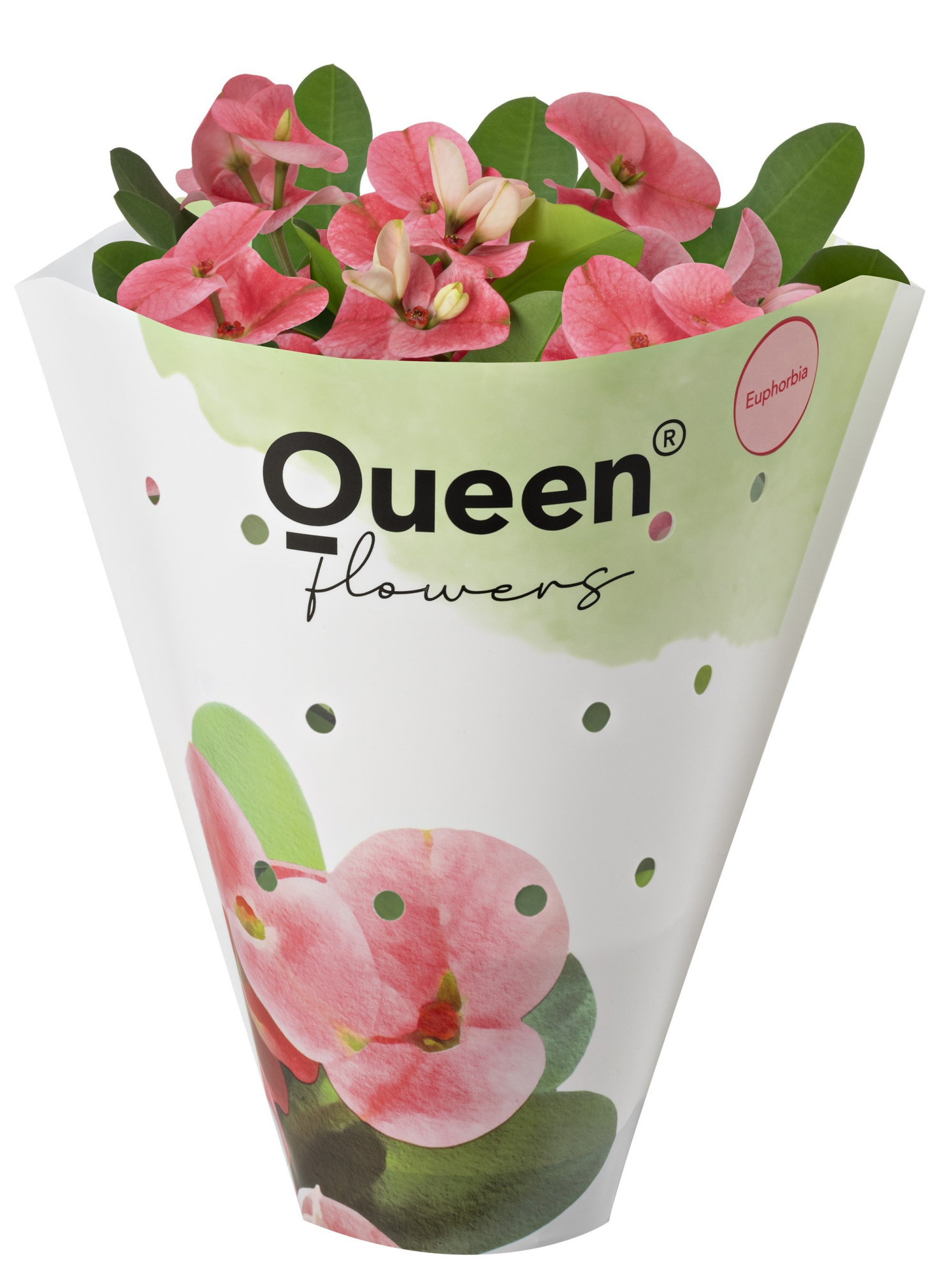 EUPHORBIA MILII, D 11