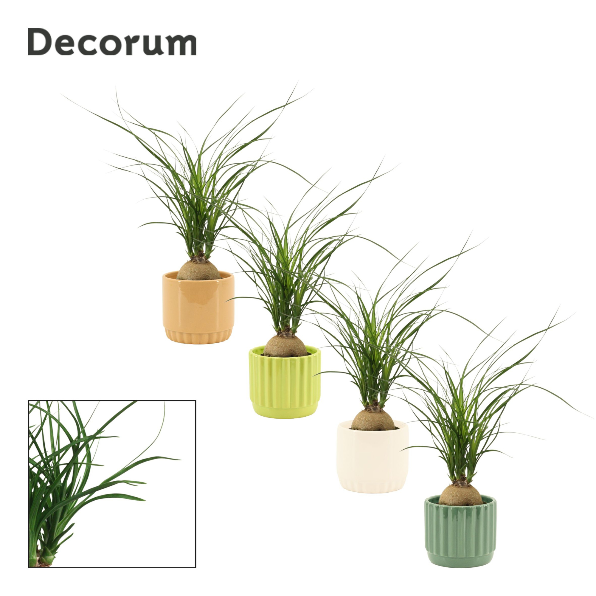 Beaucarnea Bol 9 cm in Liam (Natural bubble-collection), D 9