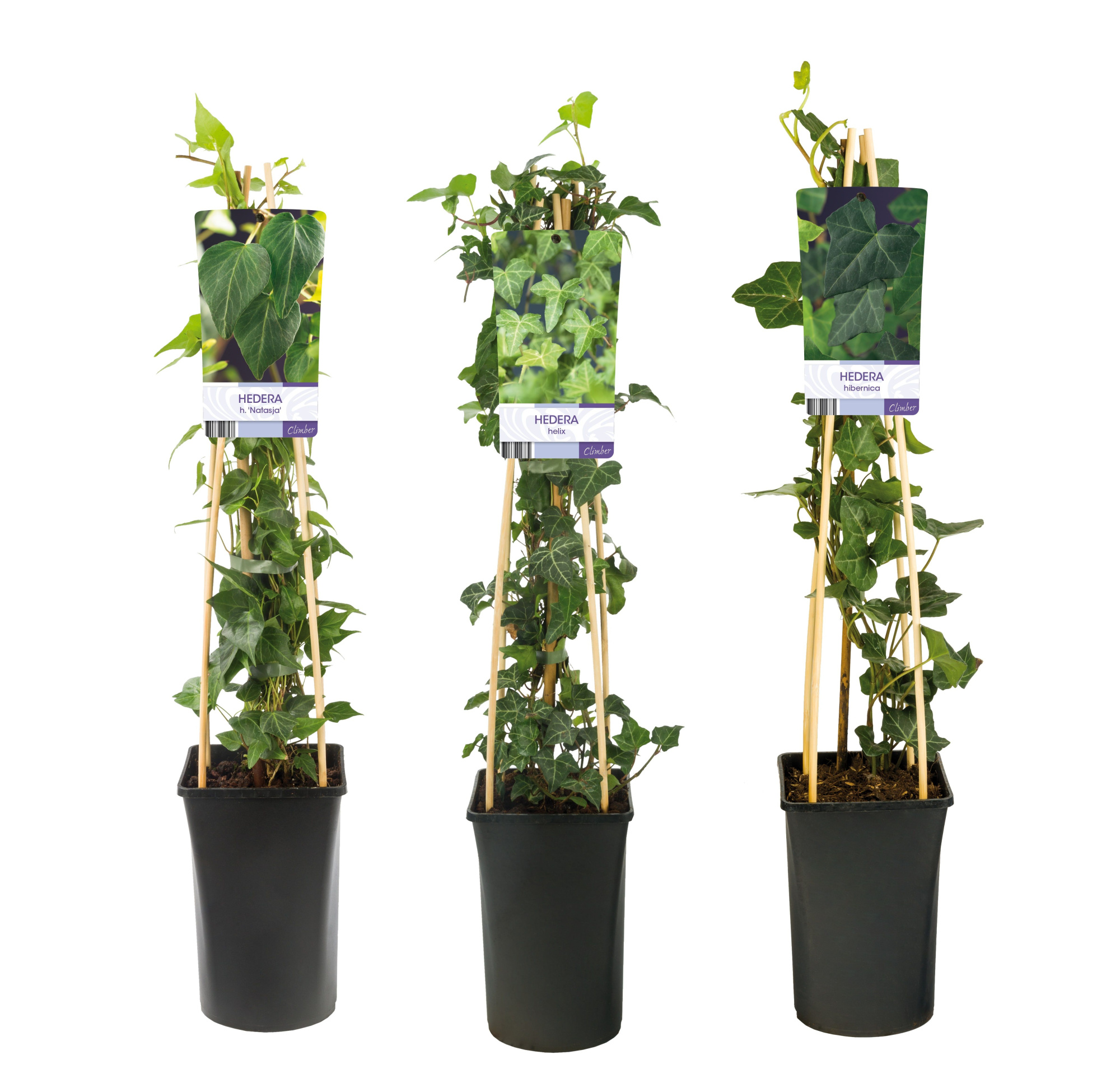 Mixshelf Hedera green leaves +light label, D 17
