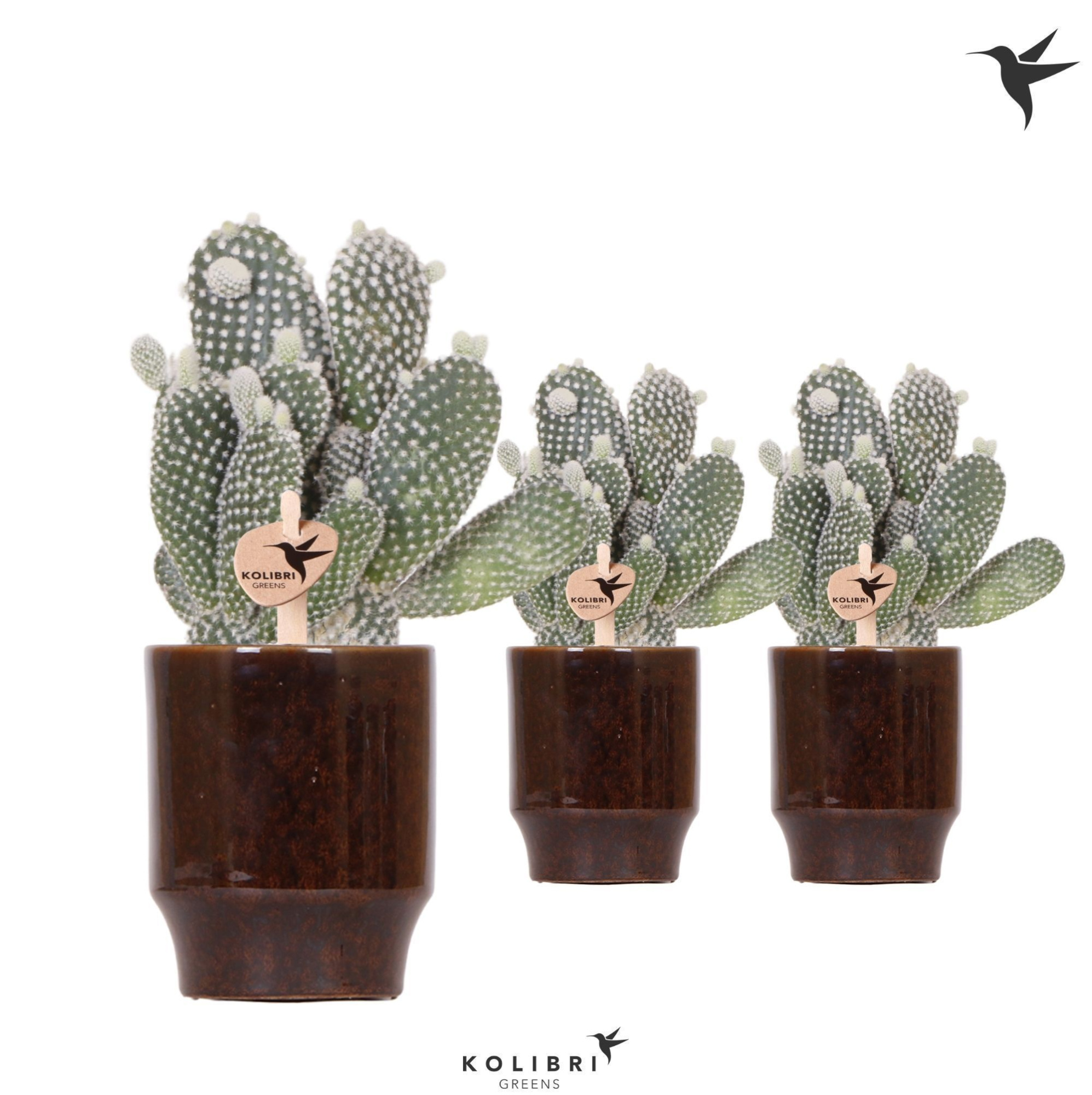 Kolibri Greens Opuntia white in Classy pot brown, D 9 cm