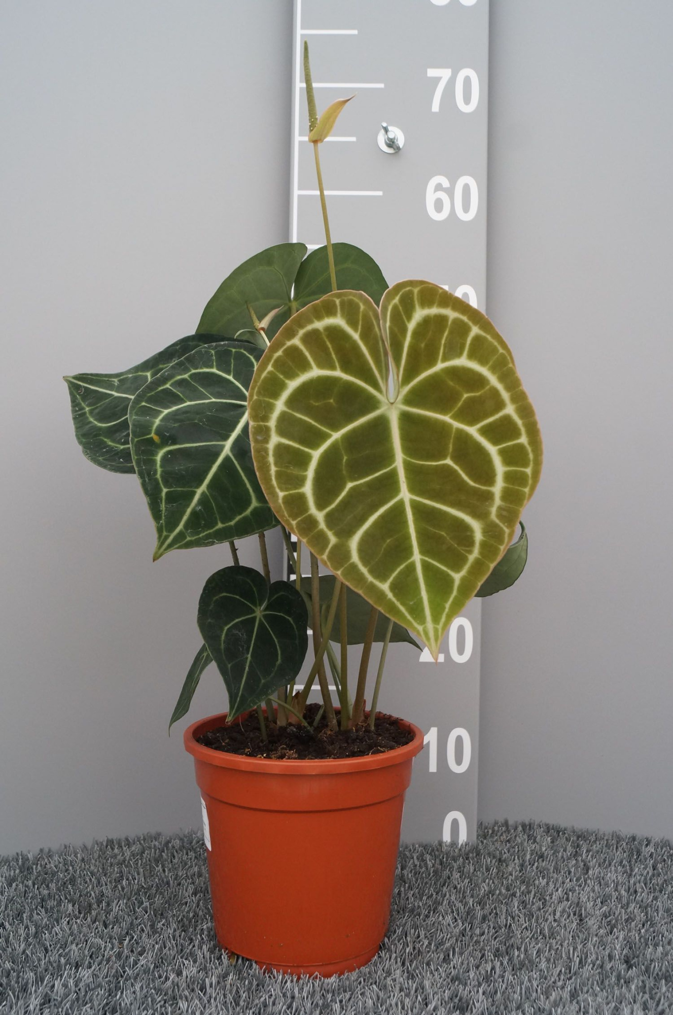 Anthurium clarinervium, D 17 cm