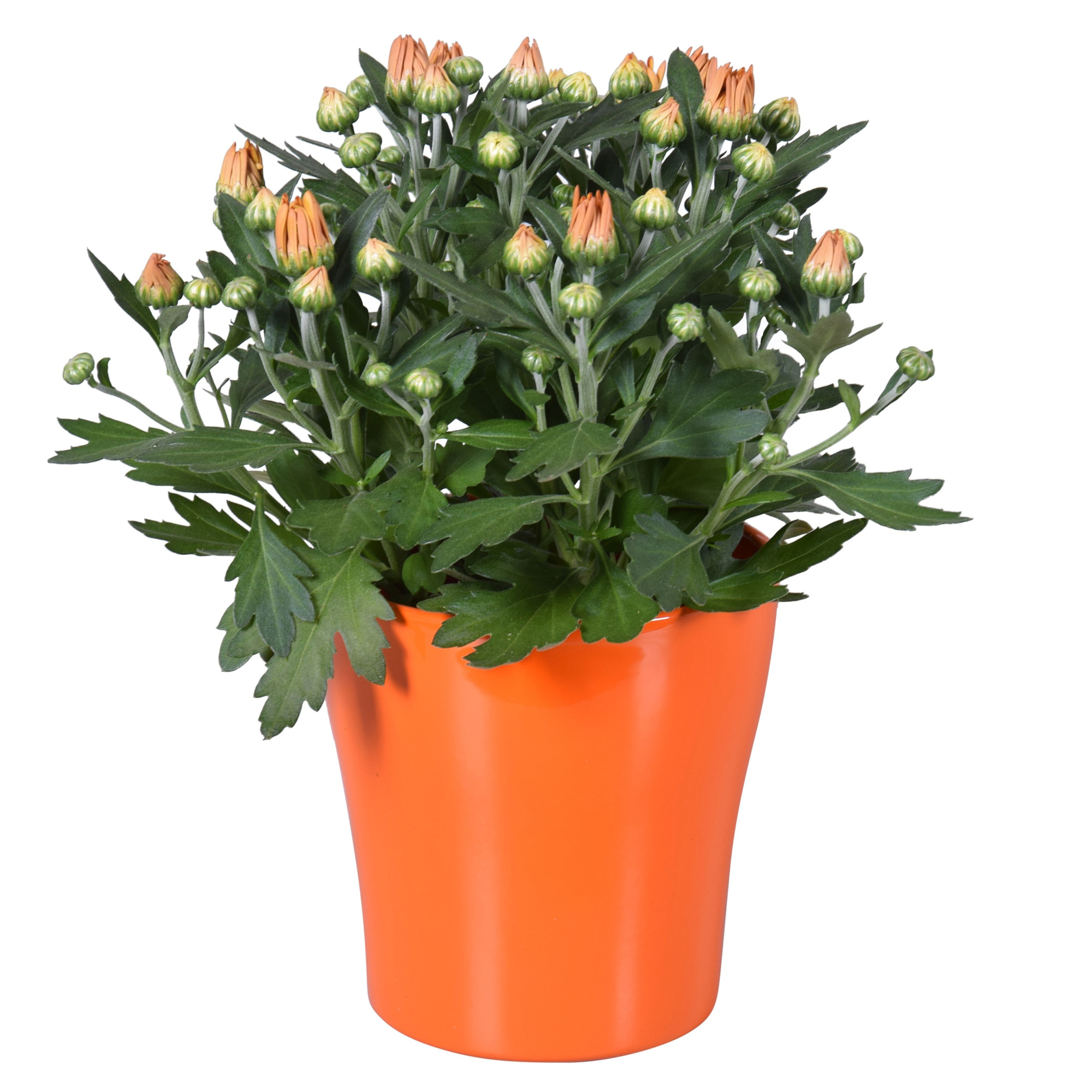 Chrysanthemum in Oranje "Bombé" keramiek, D 14 cm