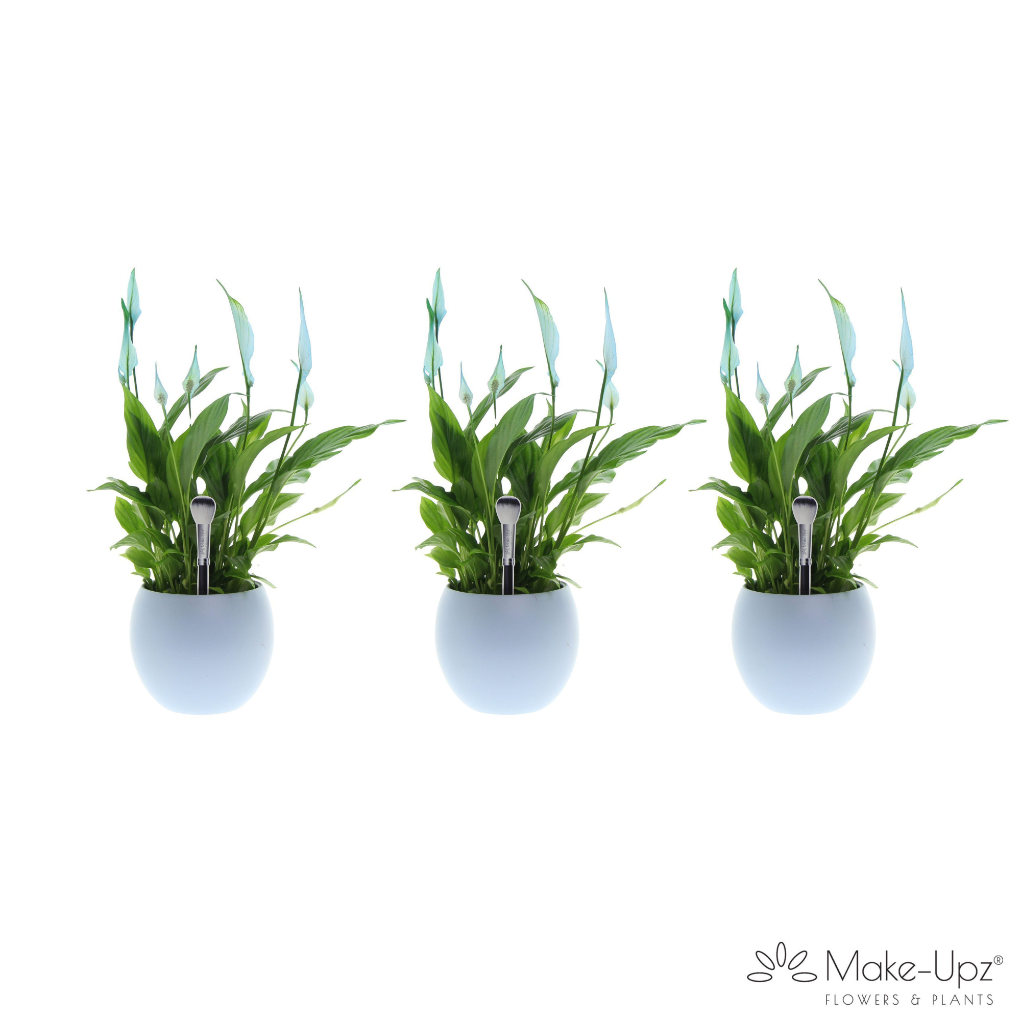 Spathiphyllum 13 cm Bellini Make Upz - Bolpot Blauw, D 13