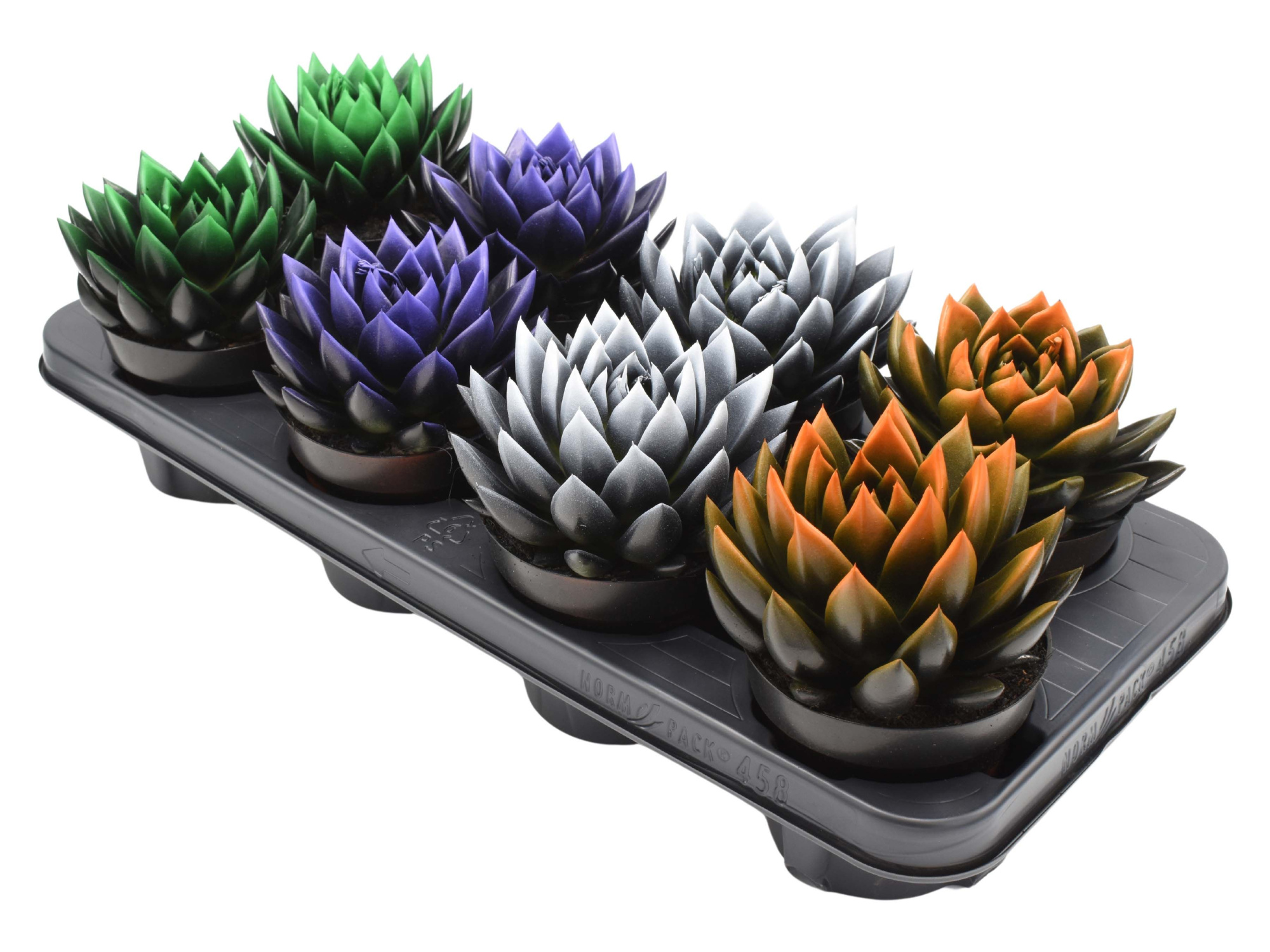 Miranda bicoloured Halloween mix, D 12 cm