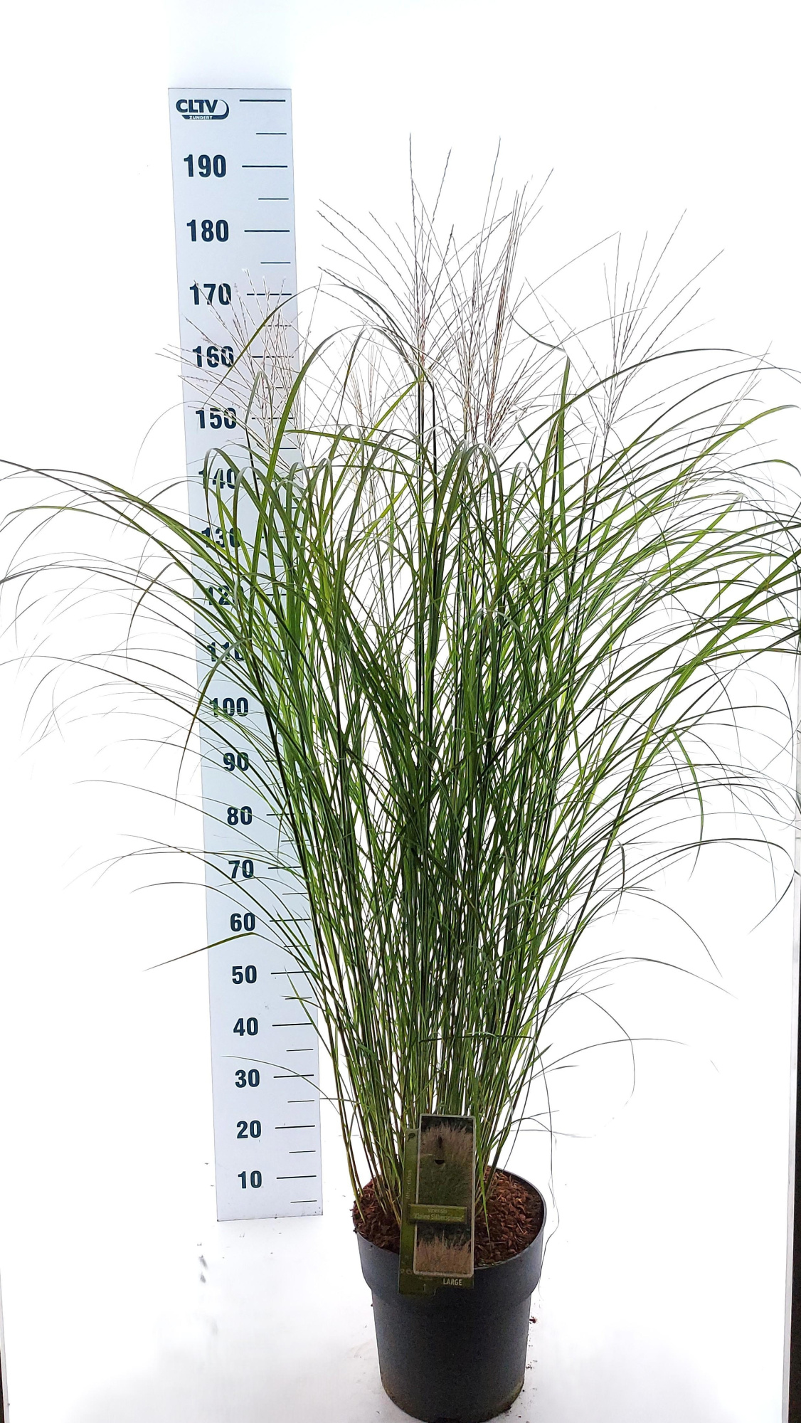 Miscanthus sin. 'Kleine Silberspinne', D 29 cm