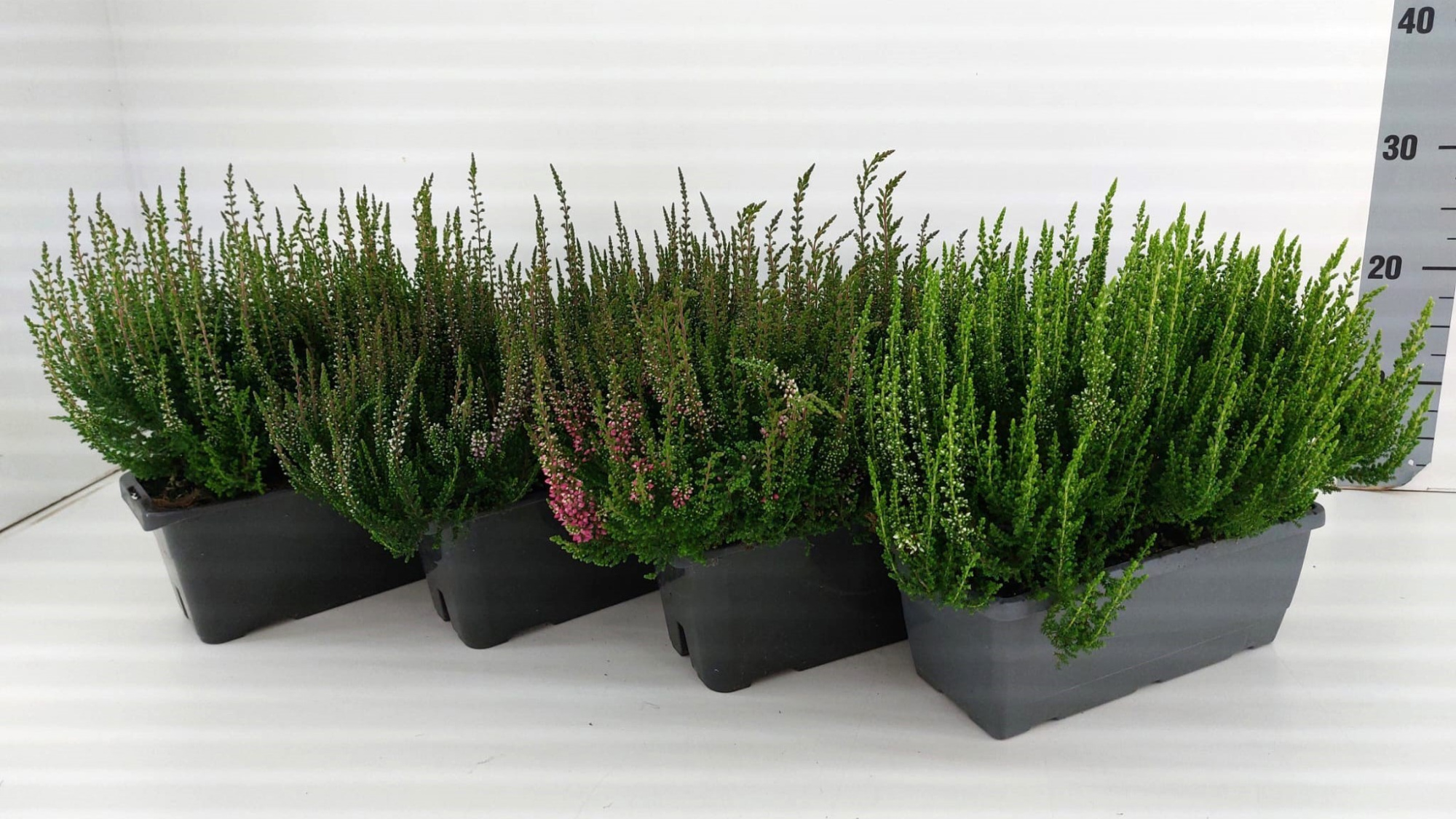 833 TDM : Bloembak 28 cm Calluna 1 kleur per bak - mix kleuren per cc kar, D 28