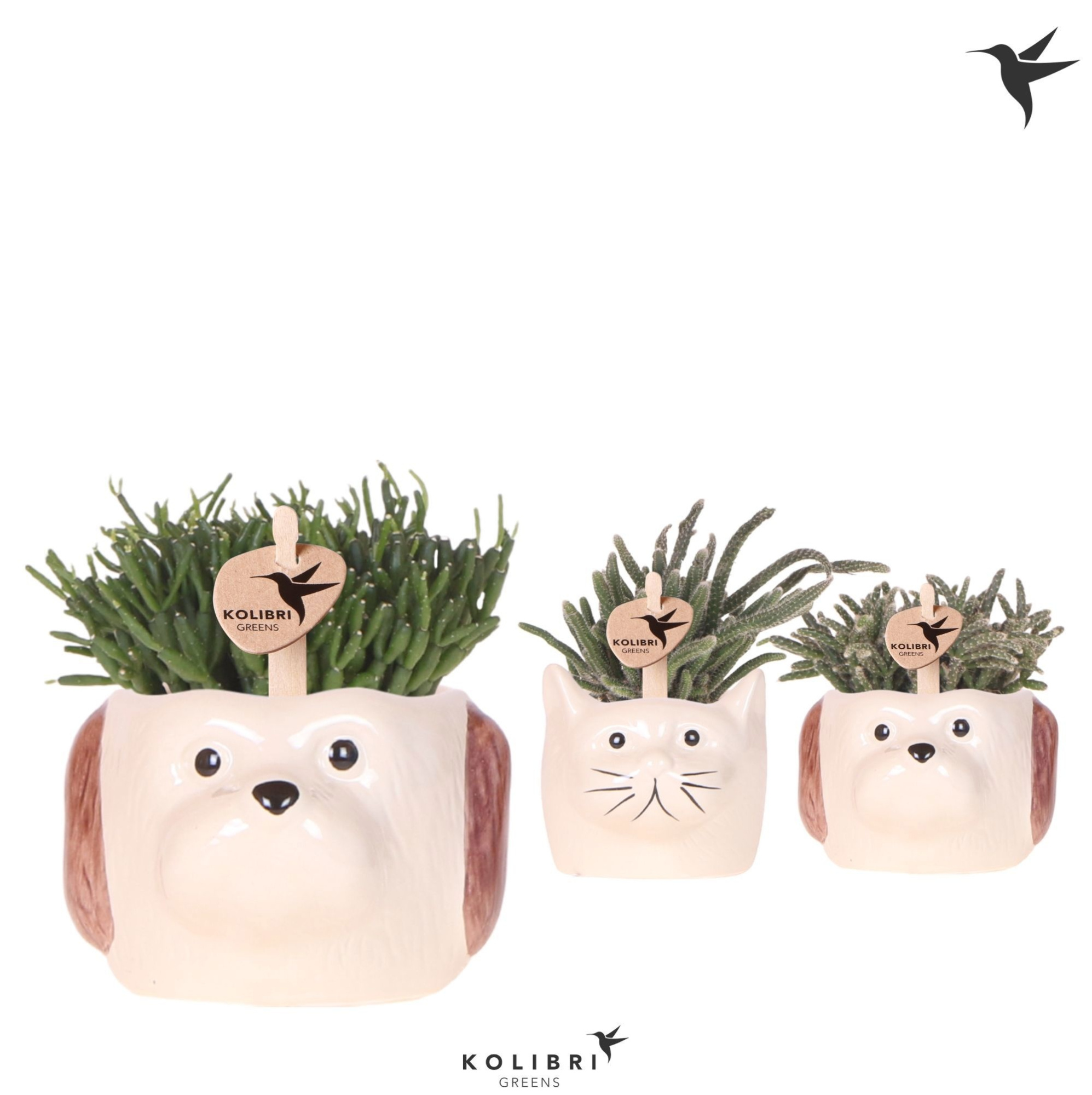Kolibri Greens Rhipsalis mix in Cat & Dog pot mix, D 6