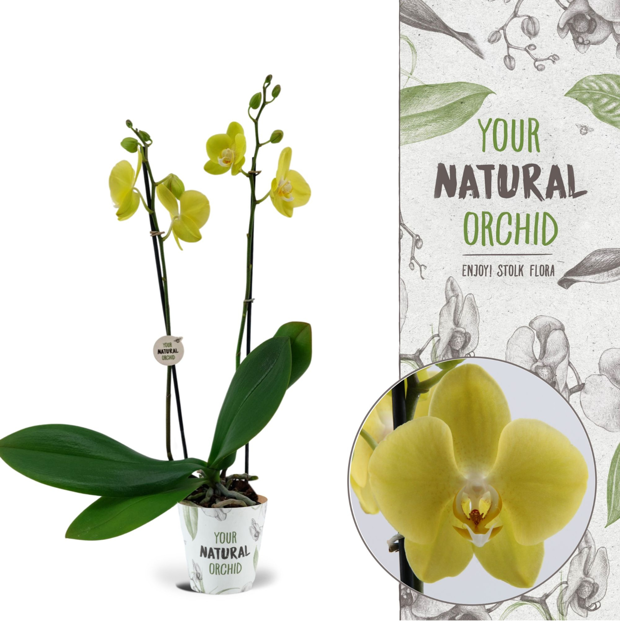 Your Natural Orchid | Savona | Phalaenopsis 2 spike, D 12