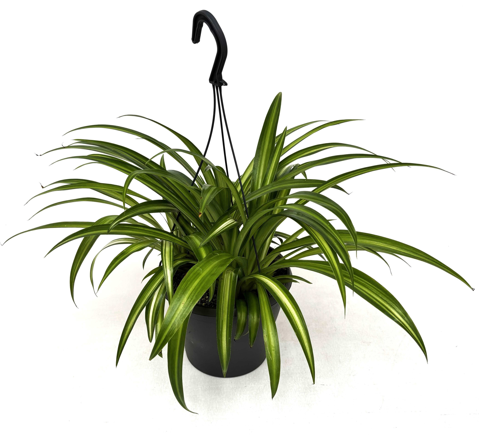 Chlorophytum com.'Hawaian Spider', D 19