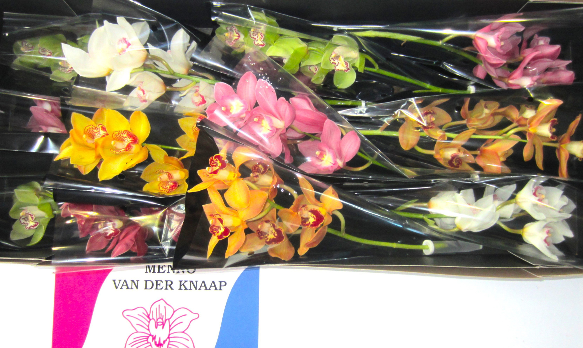 Цимбидиум Микс x12 50, шт.