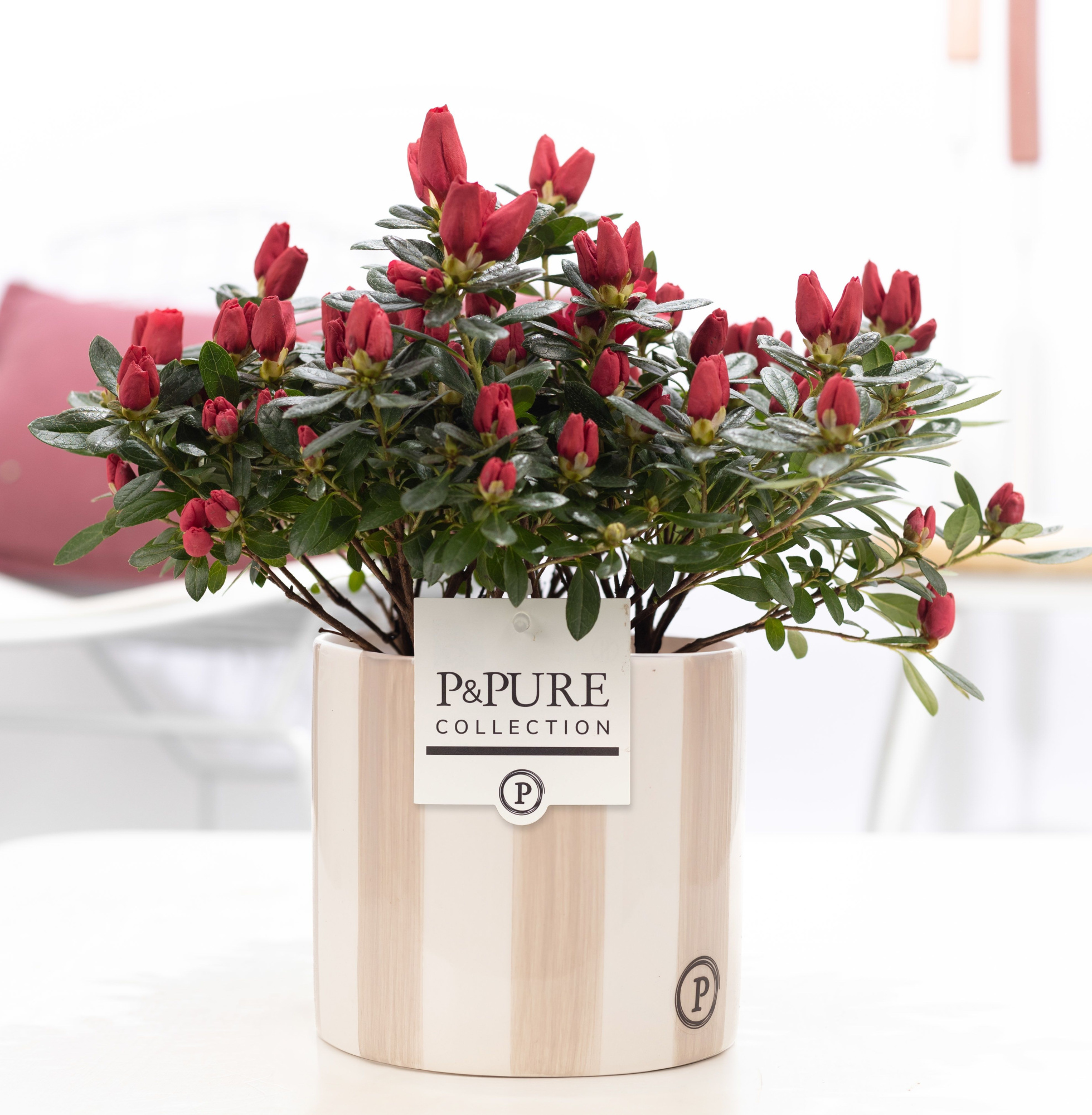 1st class Azalea red in P&PURE Eline 2 ceramics white, D 12 cm