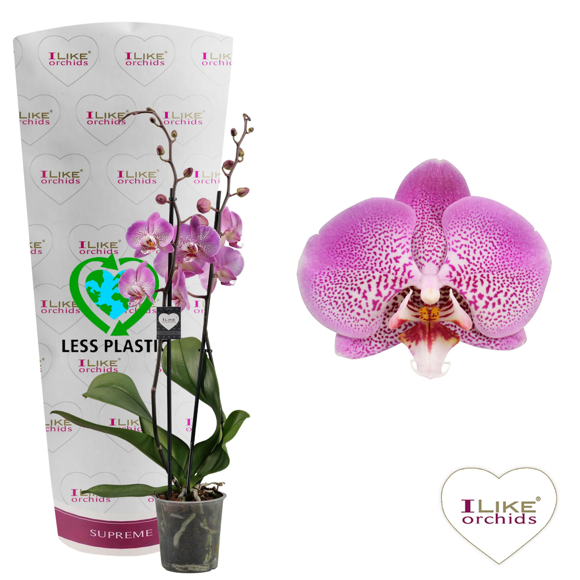 Phalaenopsis Jillion - 2 tak 60cm (Less Plastic), D 12