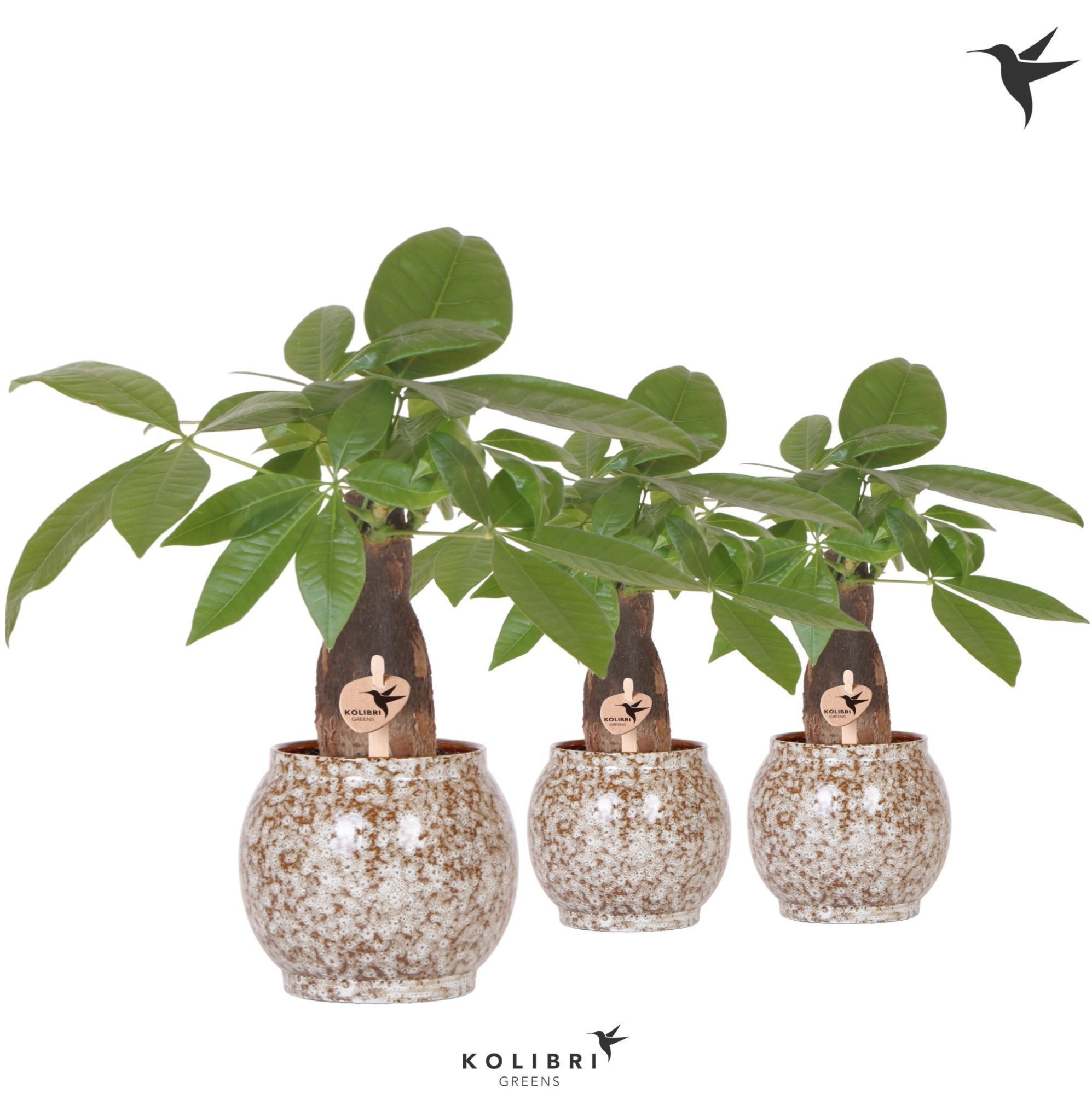 Kolibri Greens Pachira in Safari pot, D 9 cm