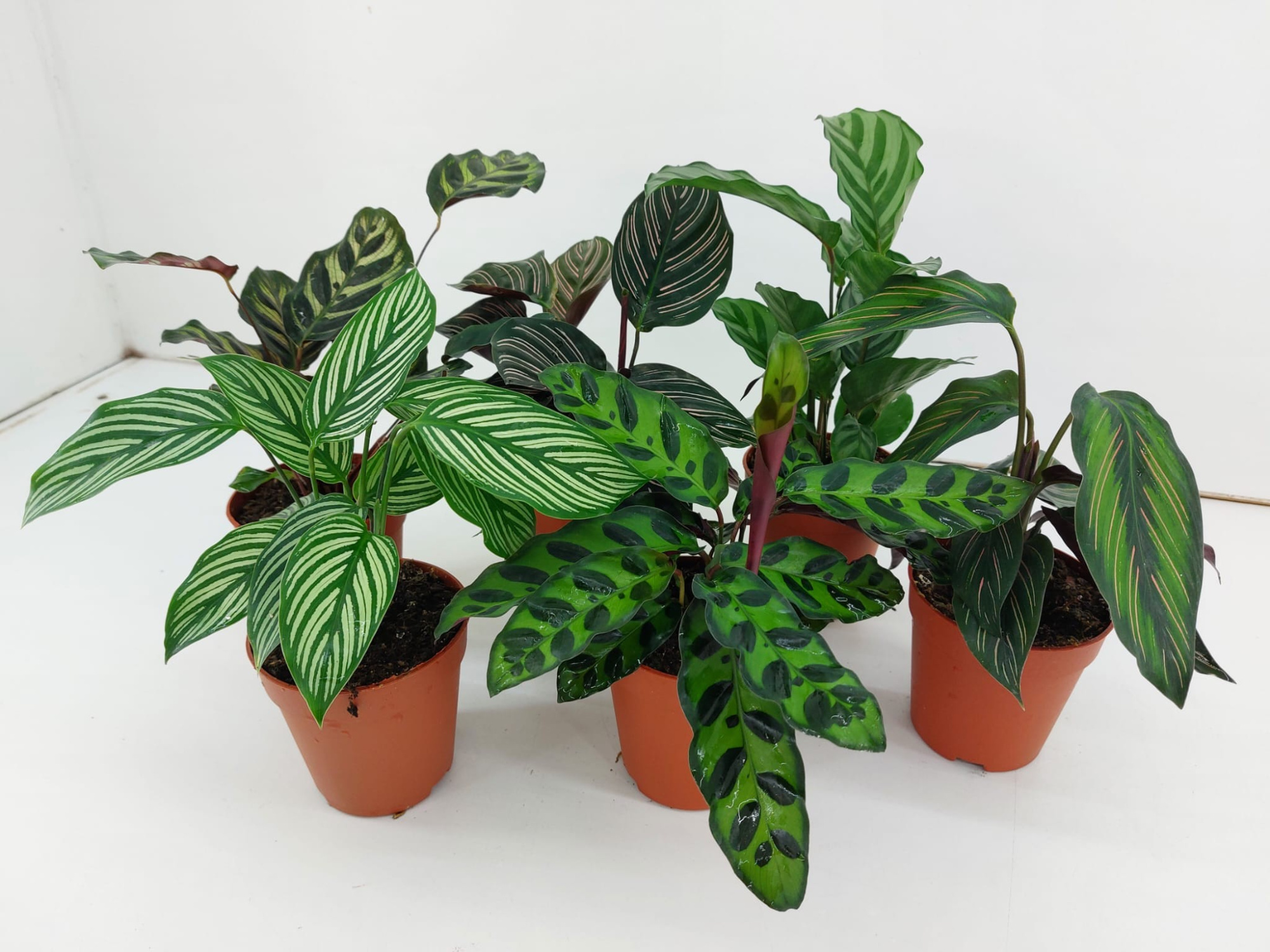 Calathea mix P9, D 9 cm