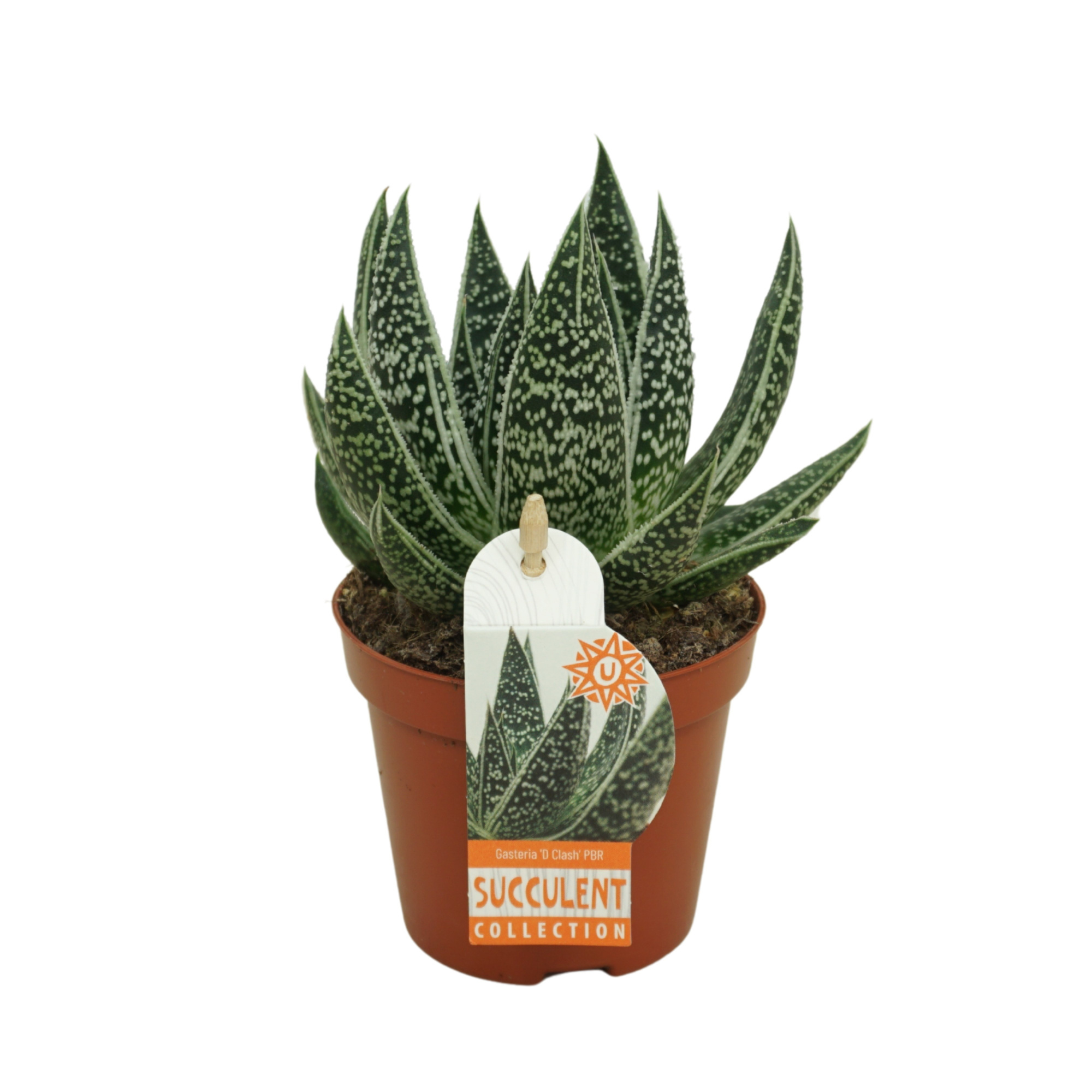 Gasteria d'clash 8,5 cm met etiket, D 8,5 cm