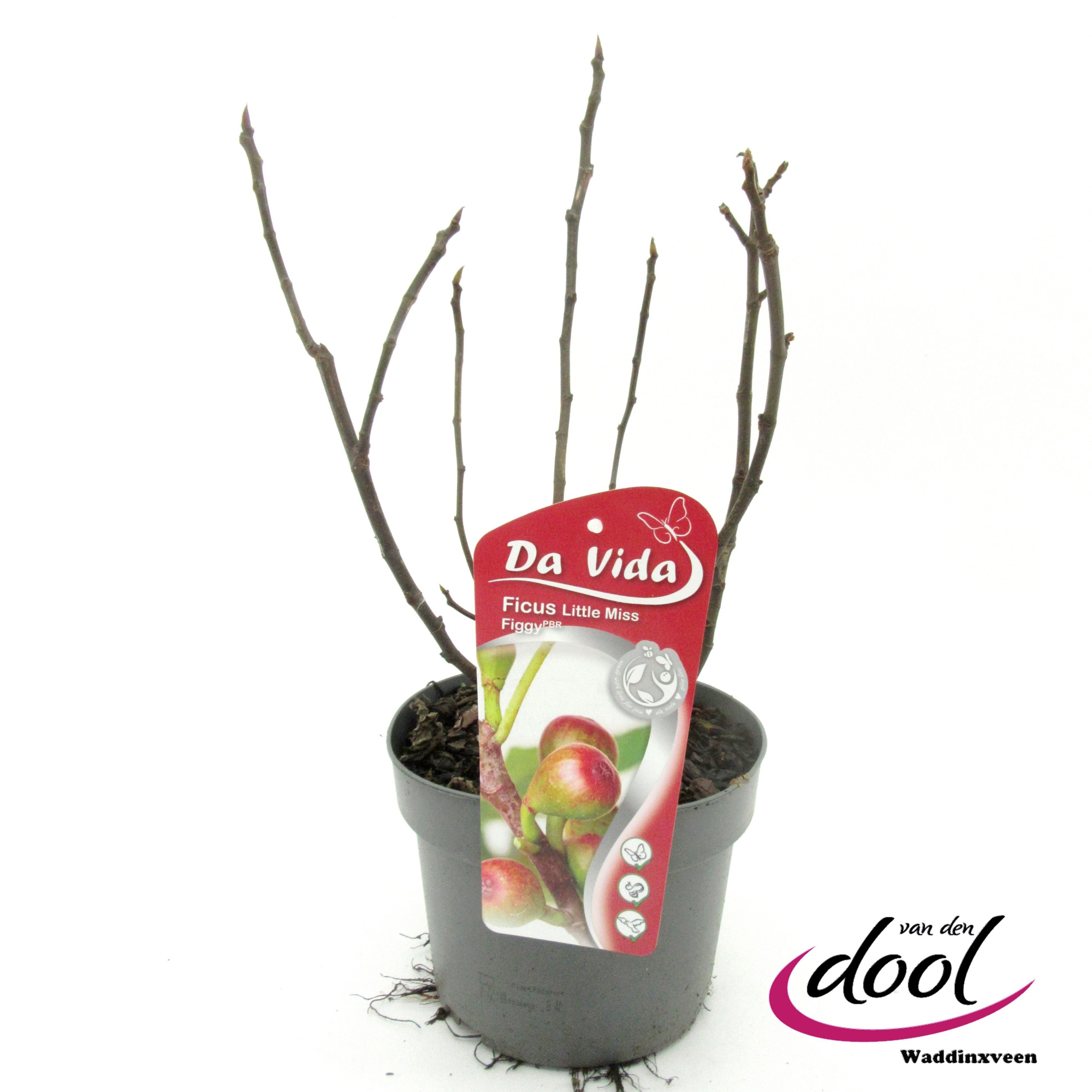 Ficus caria Little miss Figgy, D 19