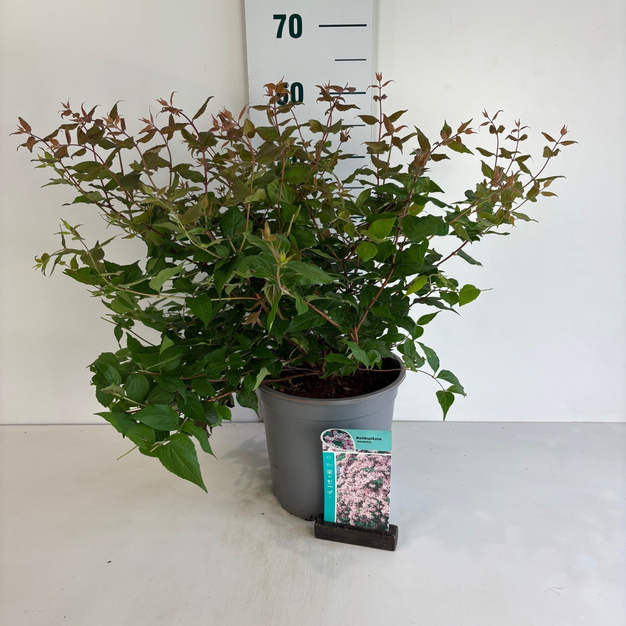 Kolkwitzia amabilis, D 24 cm