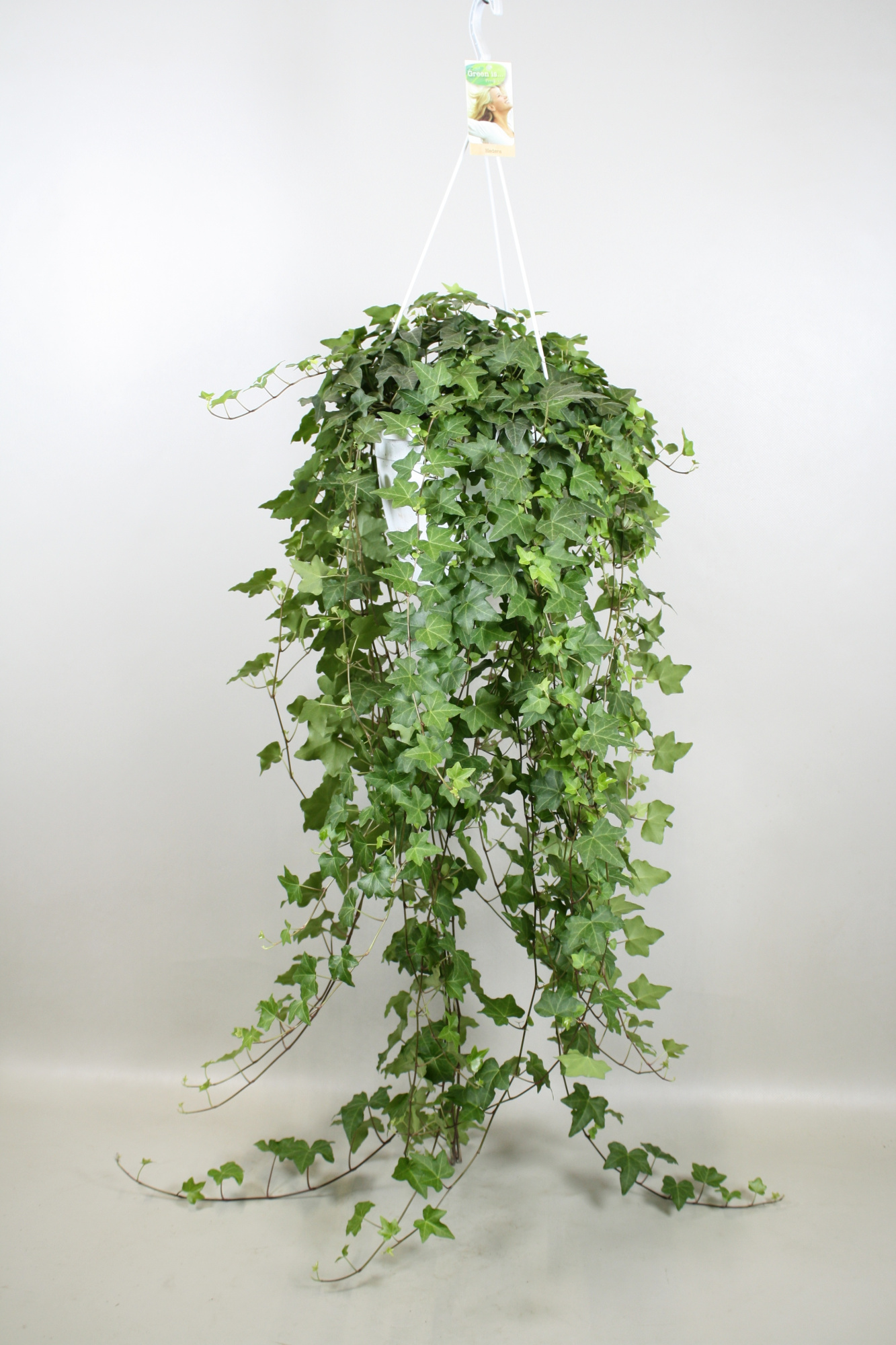Hedera helix Pitsburg - hang/XXL, D 24 cm