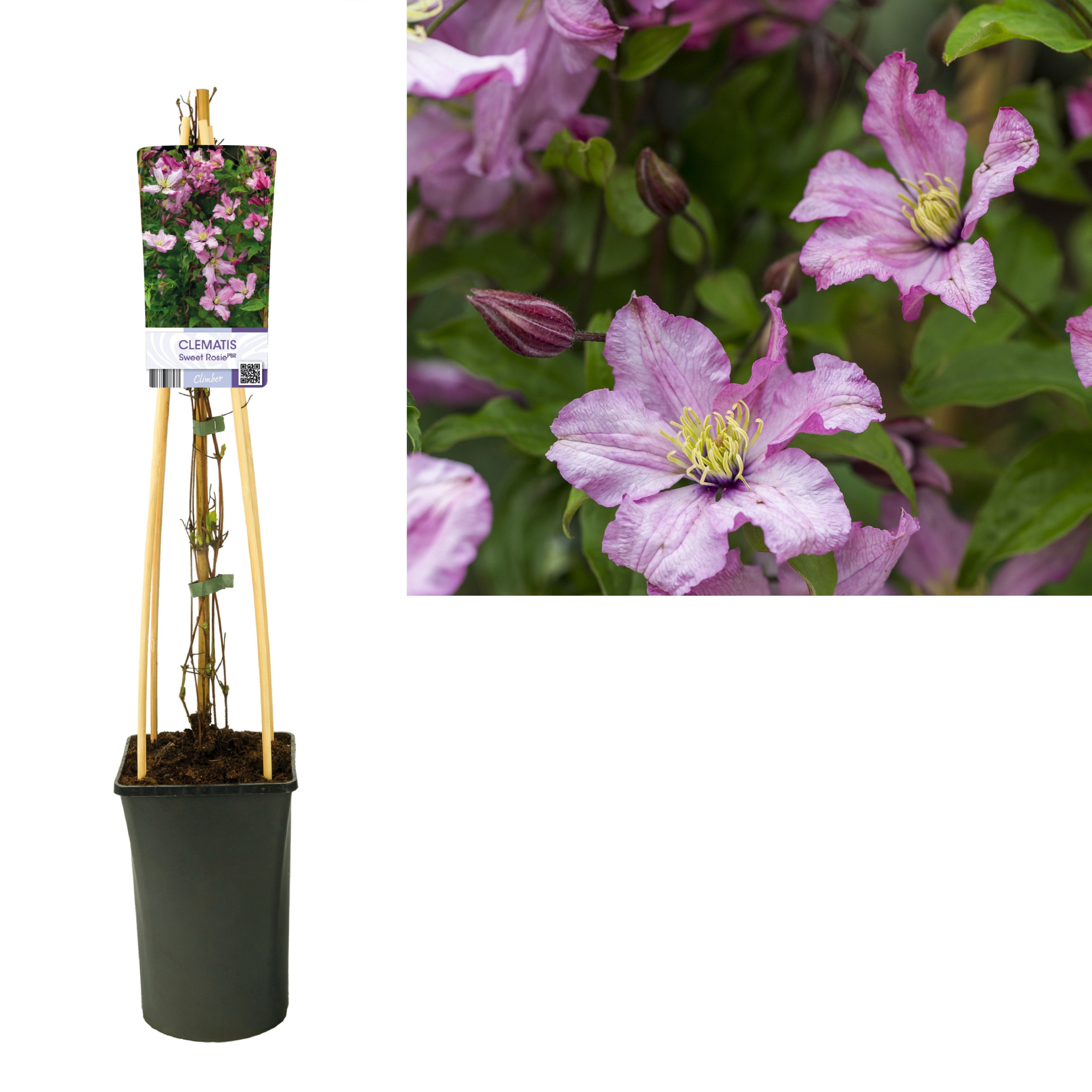 Clematis Sweet Rosie PBR +light label, D 17