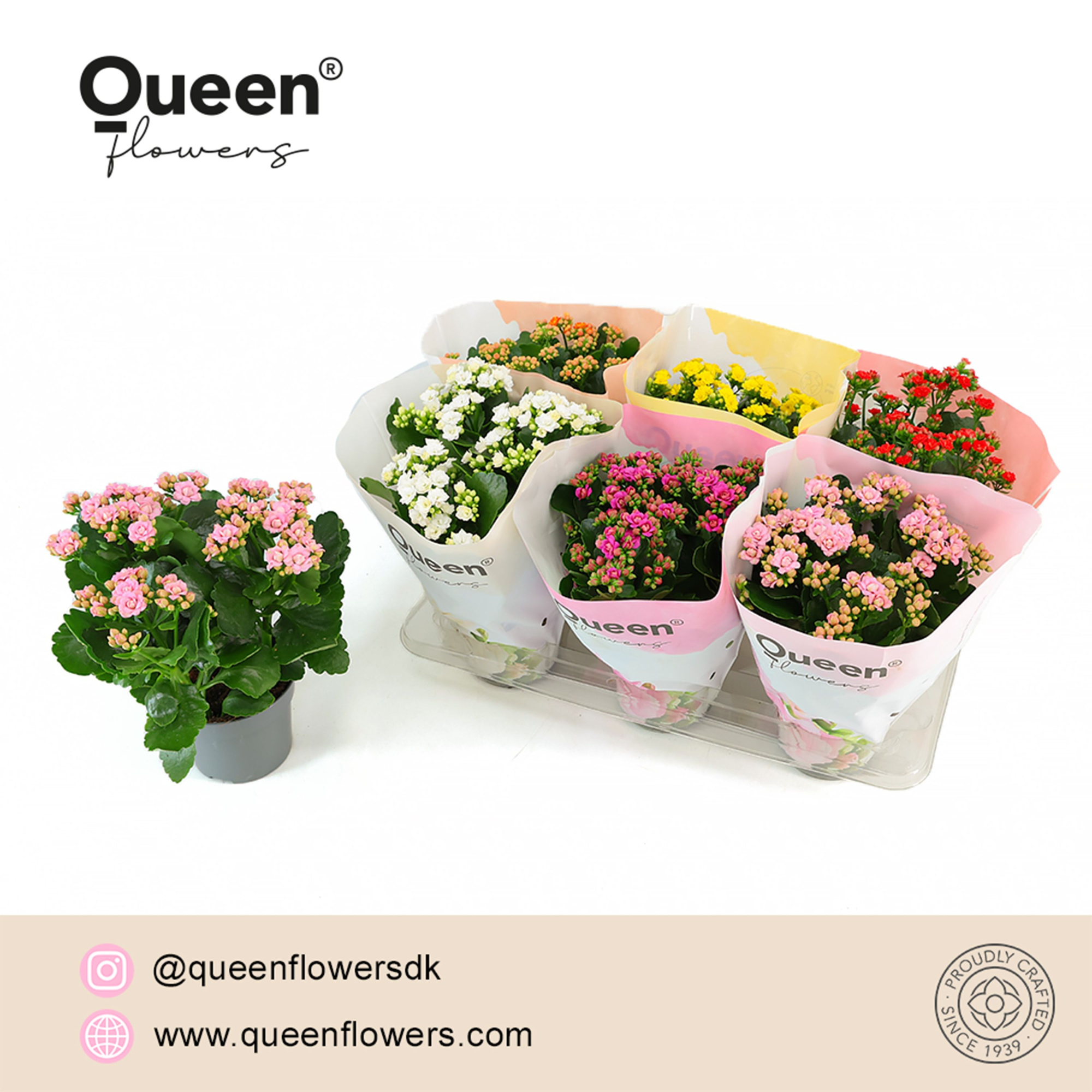 Kalanchoe Mix P14 Queen, D 14 cm