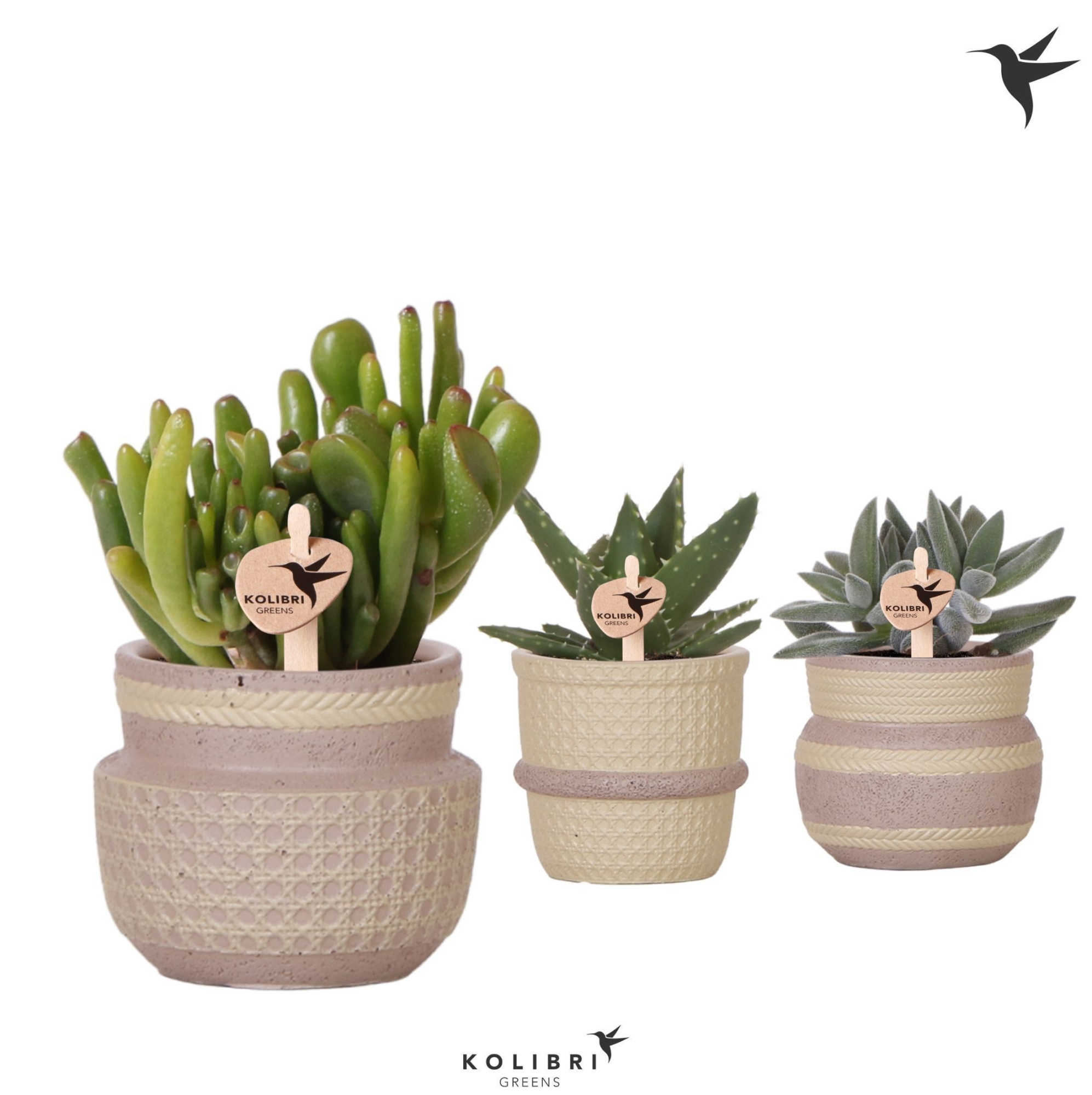 Kolibri Greens Succulenten mix in Ethnic pot khaki mix, D 6 cm