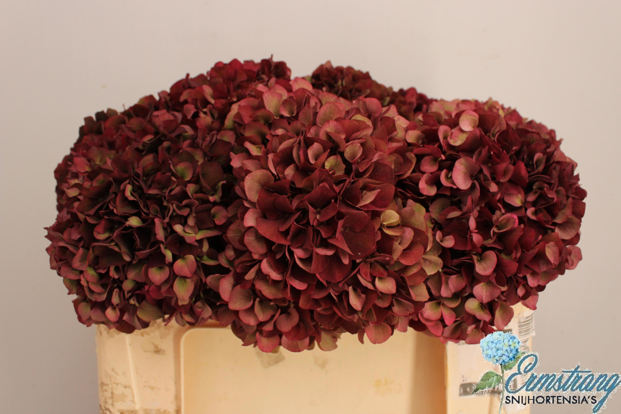 Гортензия Мэджикал Руби Рэд Классик 50, шт.