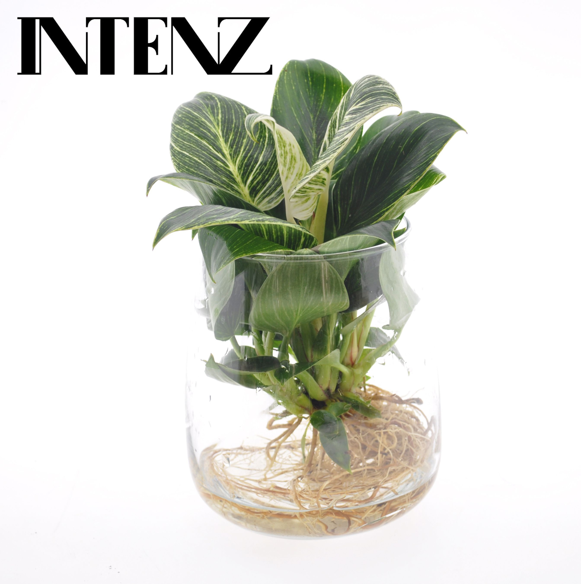 White Wave 12cm in Kingston glas - levertijd: 24 uur, D 12 cm