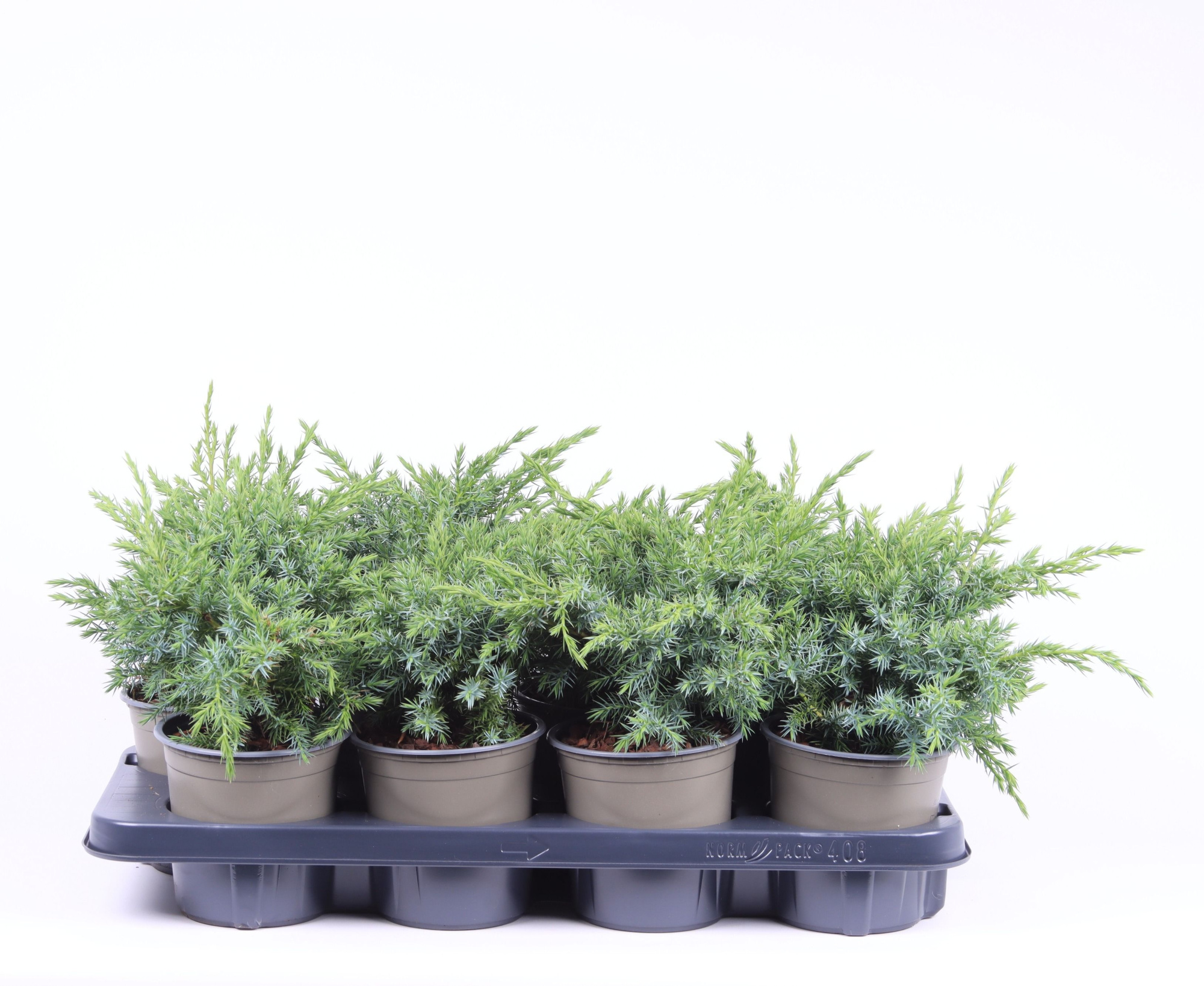 Juniperus squamata 'Blue Swede', D 13 cm