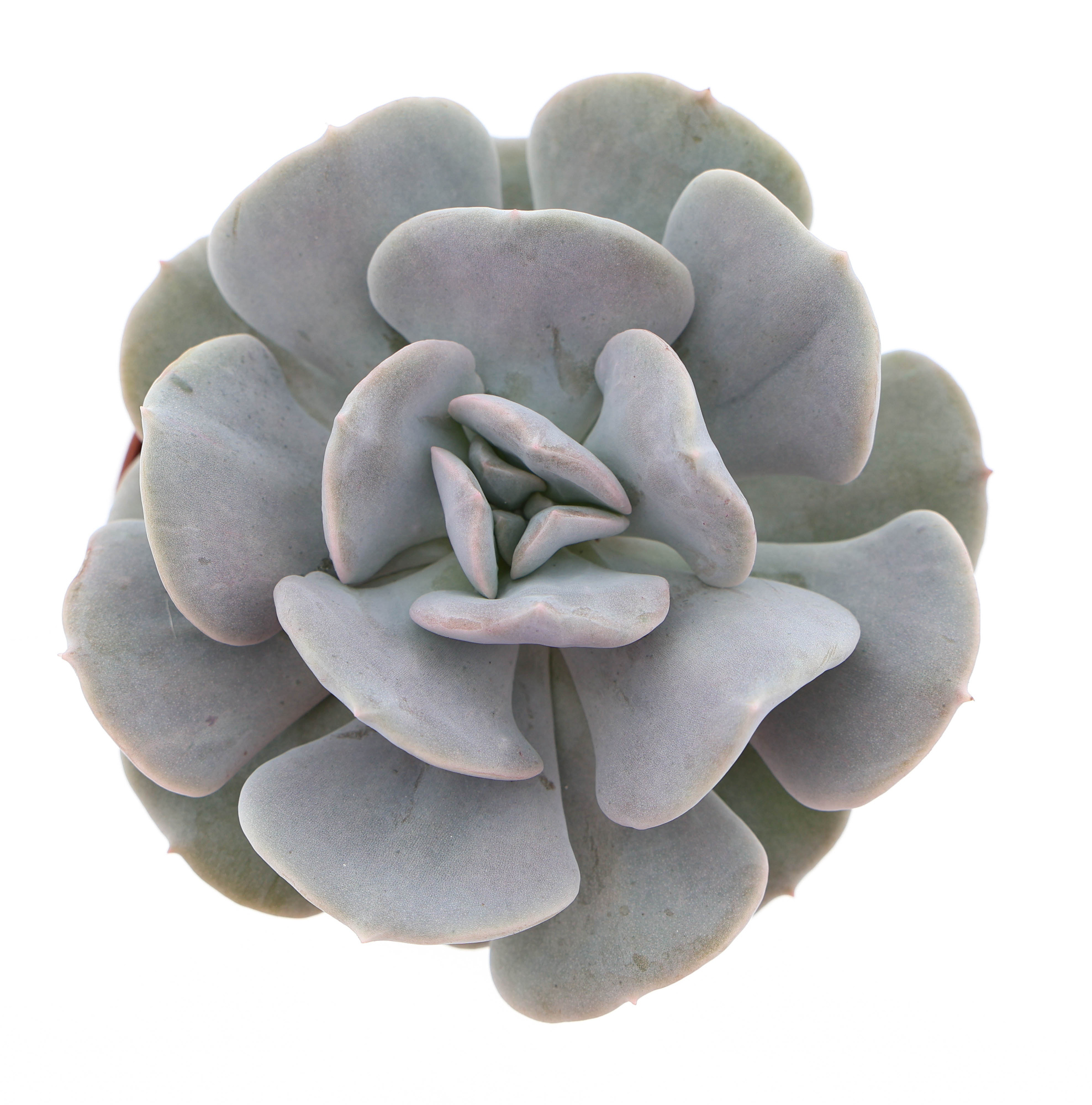 Echeveria Quebec, D 8,5 cm