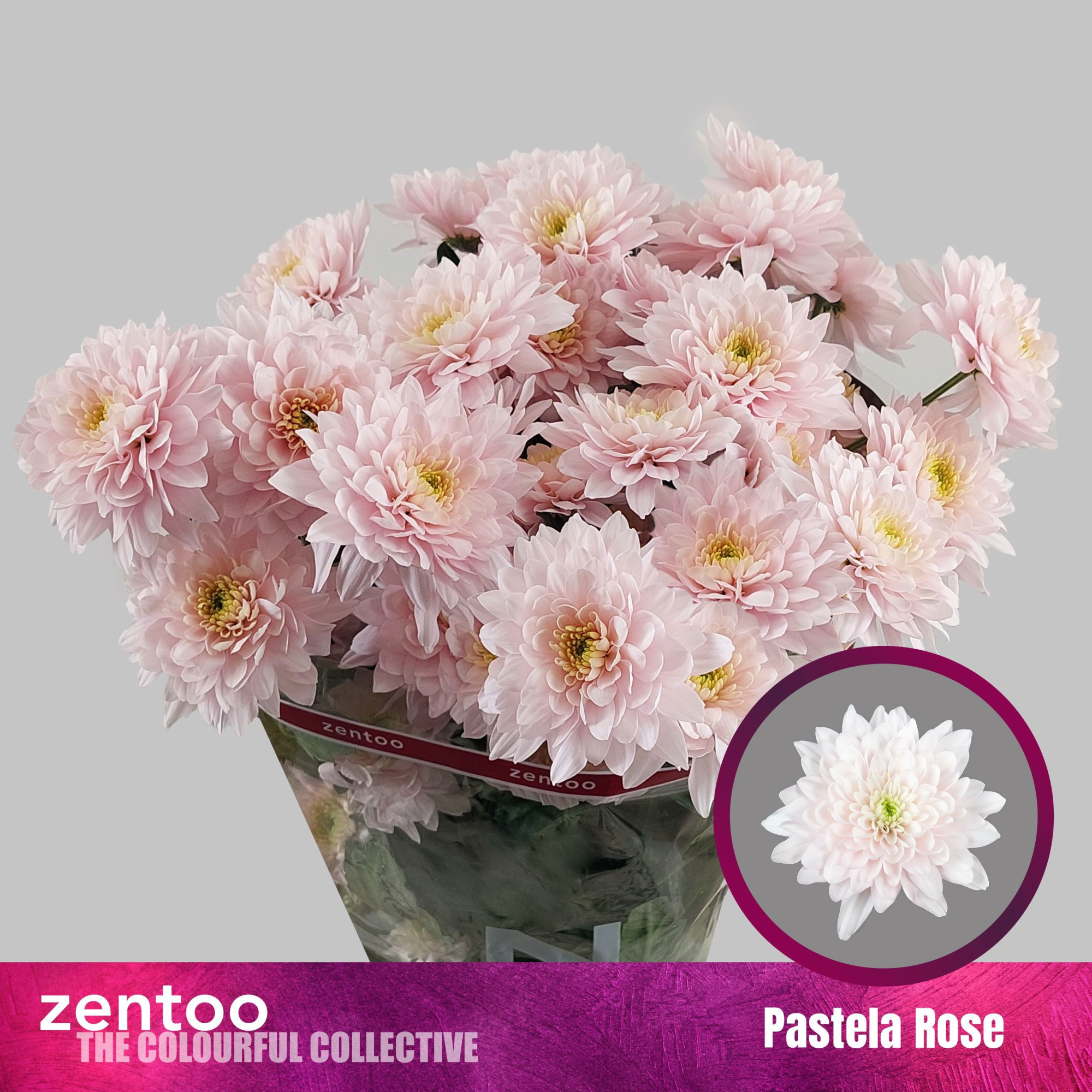 Хризантема куст. Пастела Розе 70, шт.