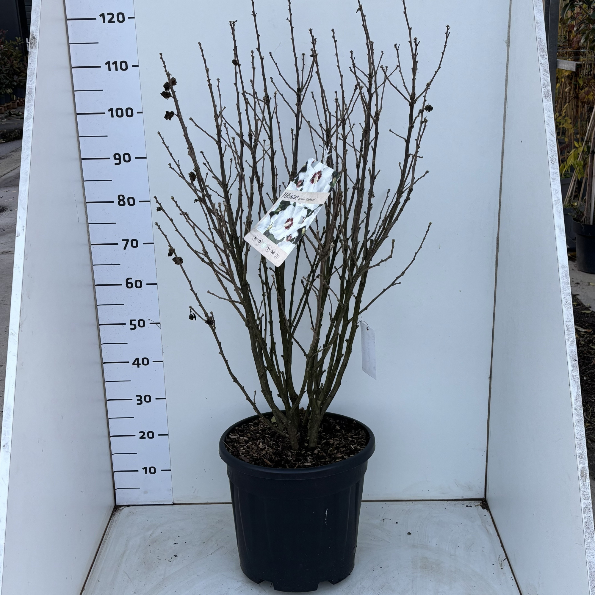 HibiscussyriacusMathilde, D 31