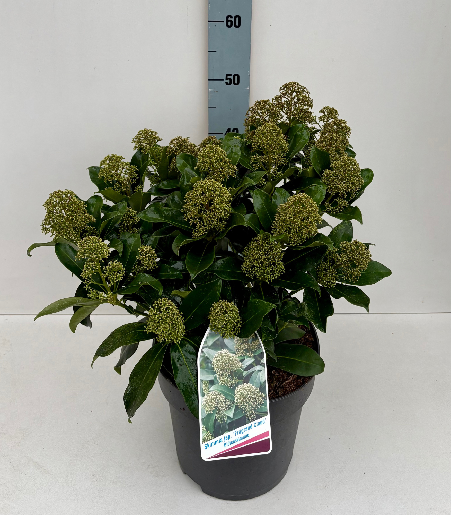 Skimmia Fragrant Cloud 26T, D 26 cm