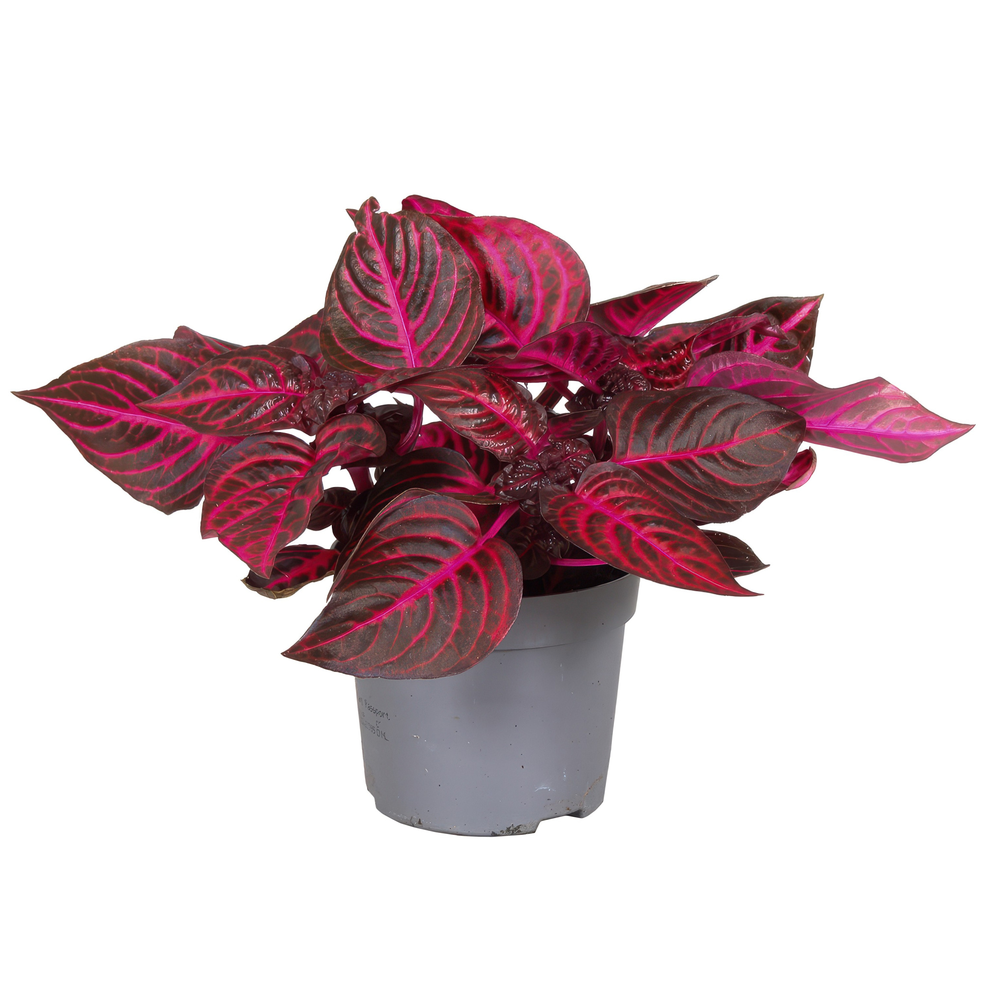 Iresine Herbstii Rich Redstar, D 13 cm