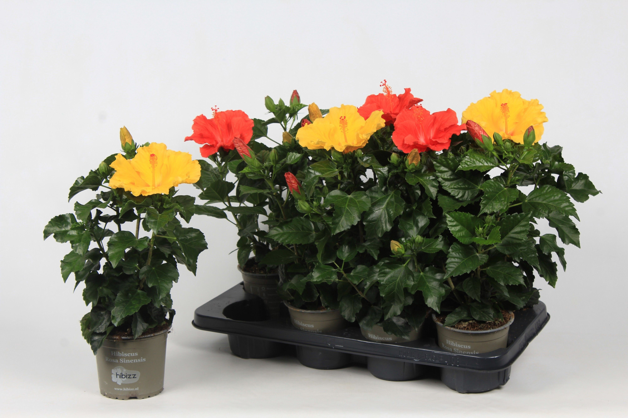 Hibiscus budget mix, D 13