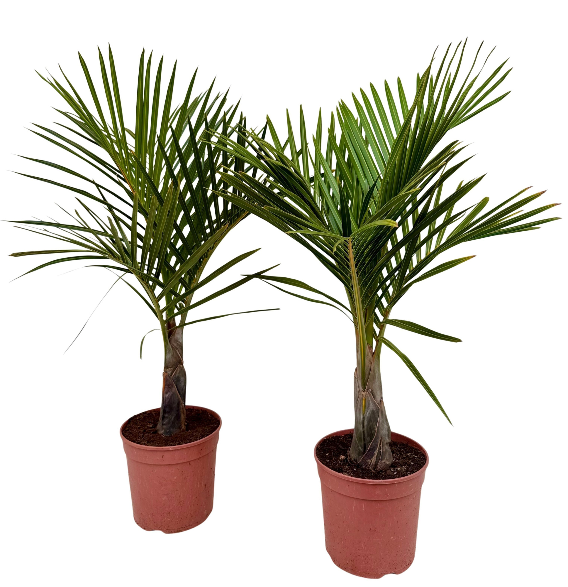 Mascarena verschaffeltii P21, D 21