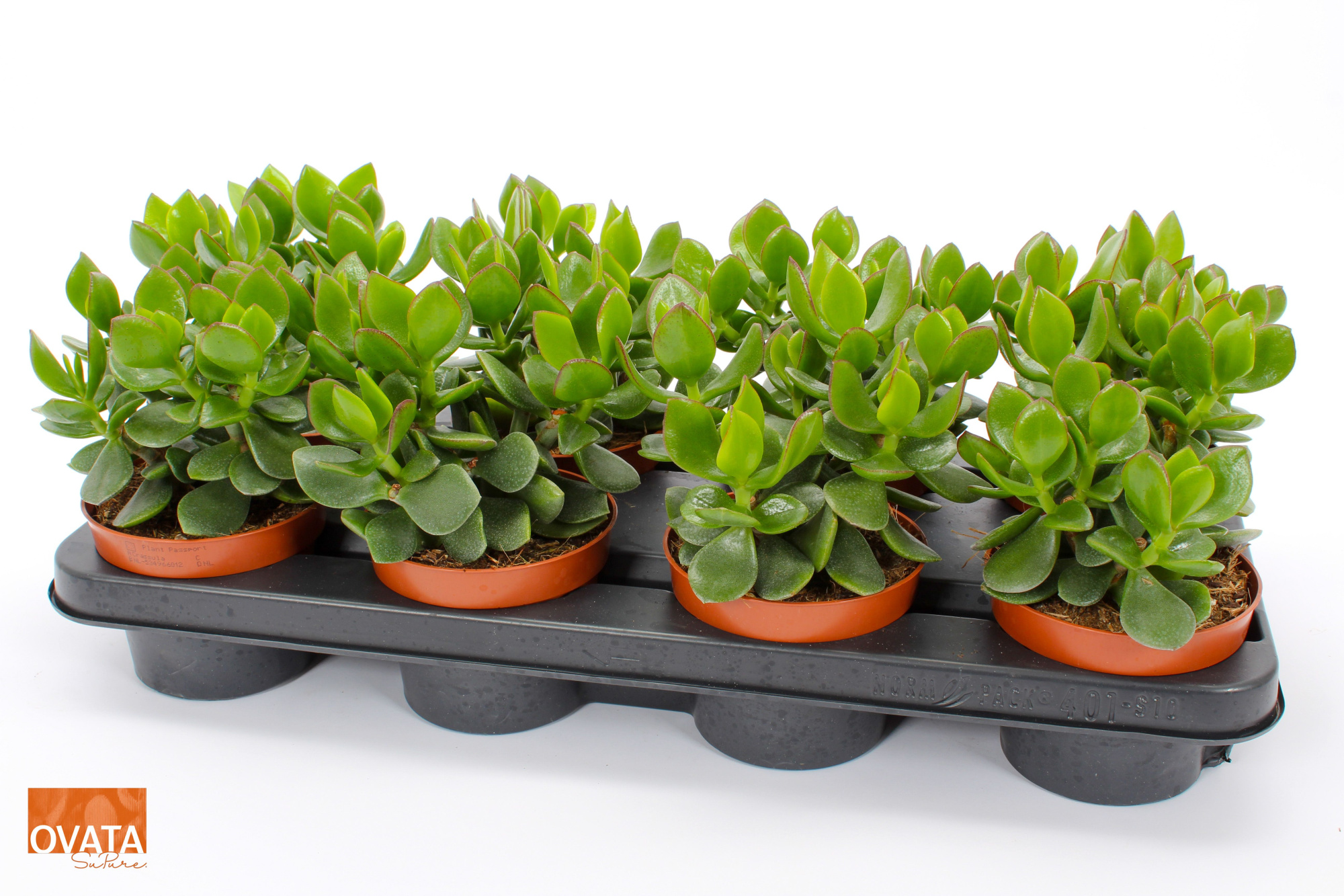 Crassula hulk 12 WOODS, D 12 cm