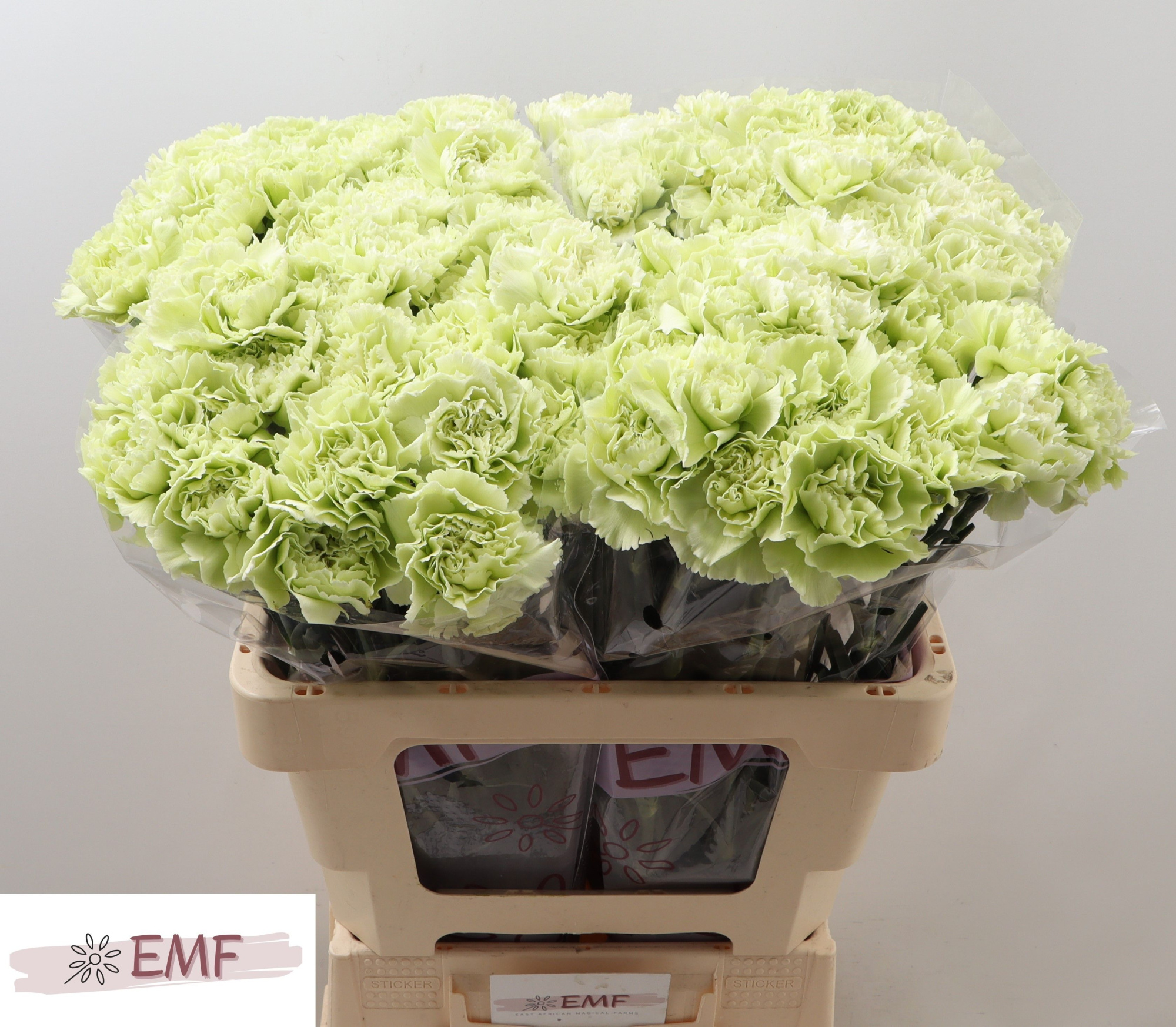 Диантус од. Прадо Минт, шт.