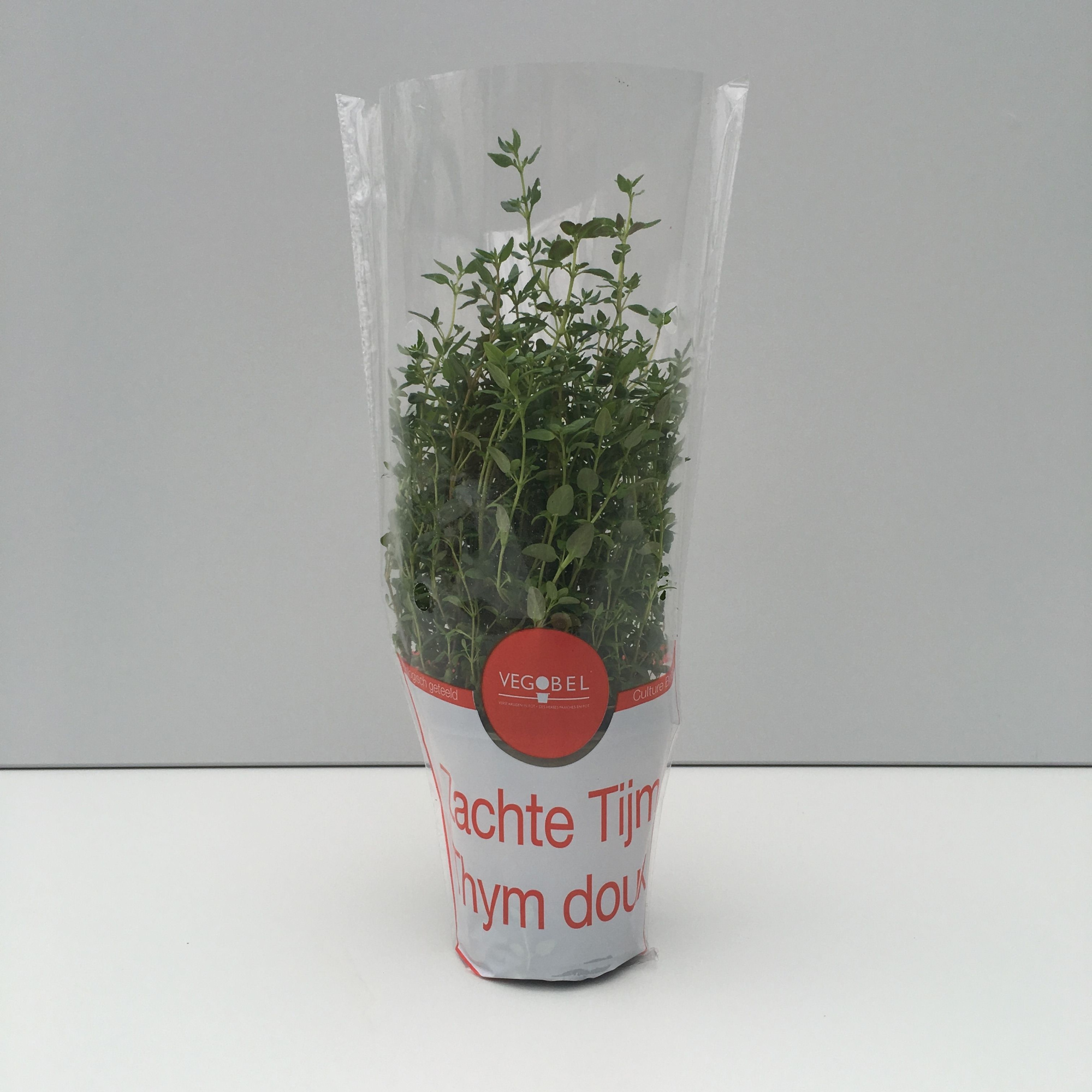 Tijm Zacht P9, D 9 cm