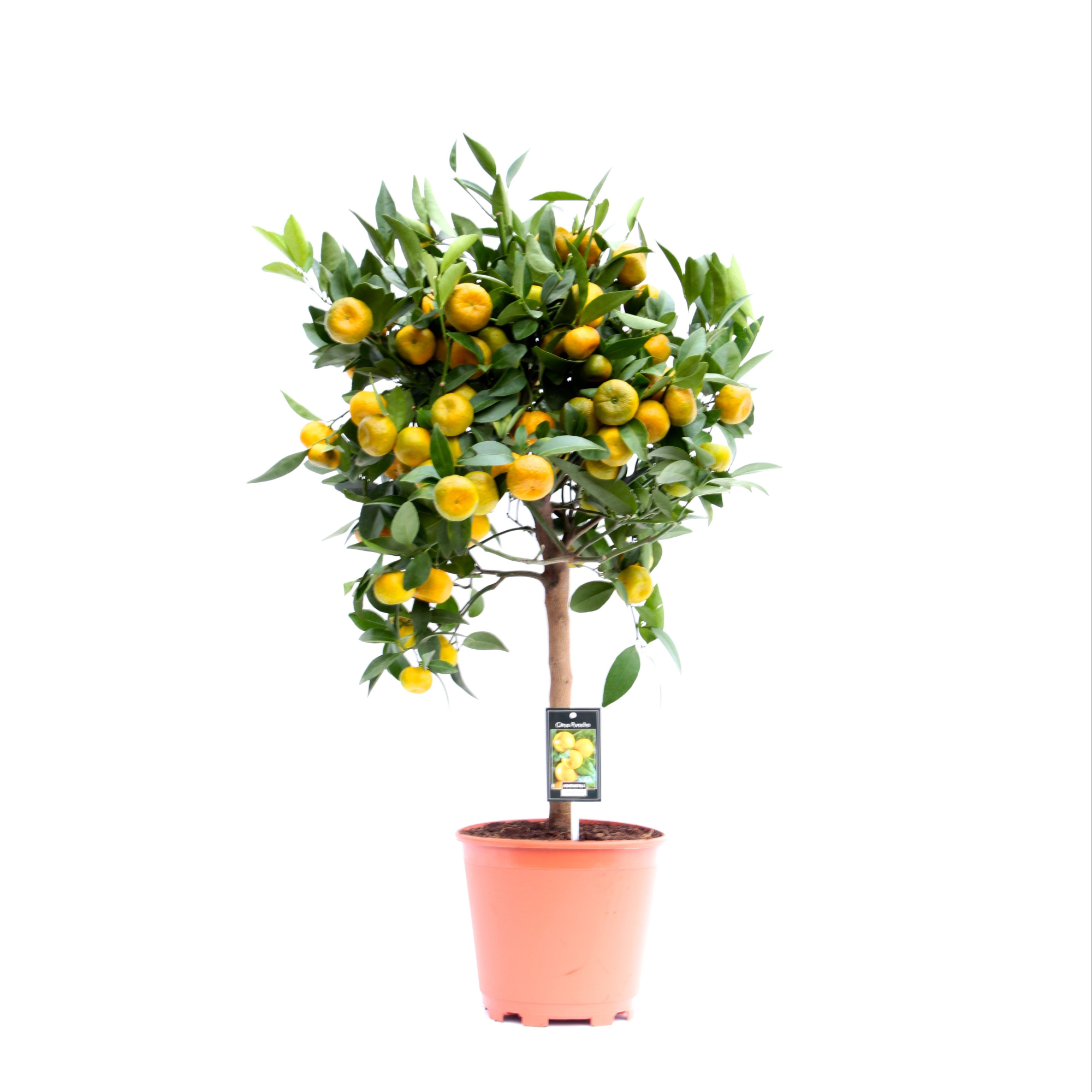 Citrus Cleopatra, D 22 cm