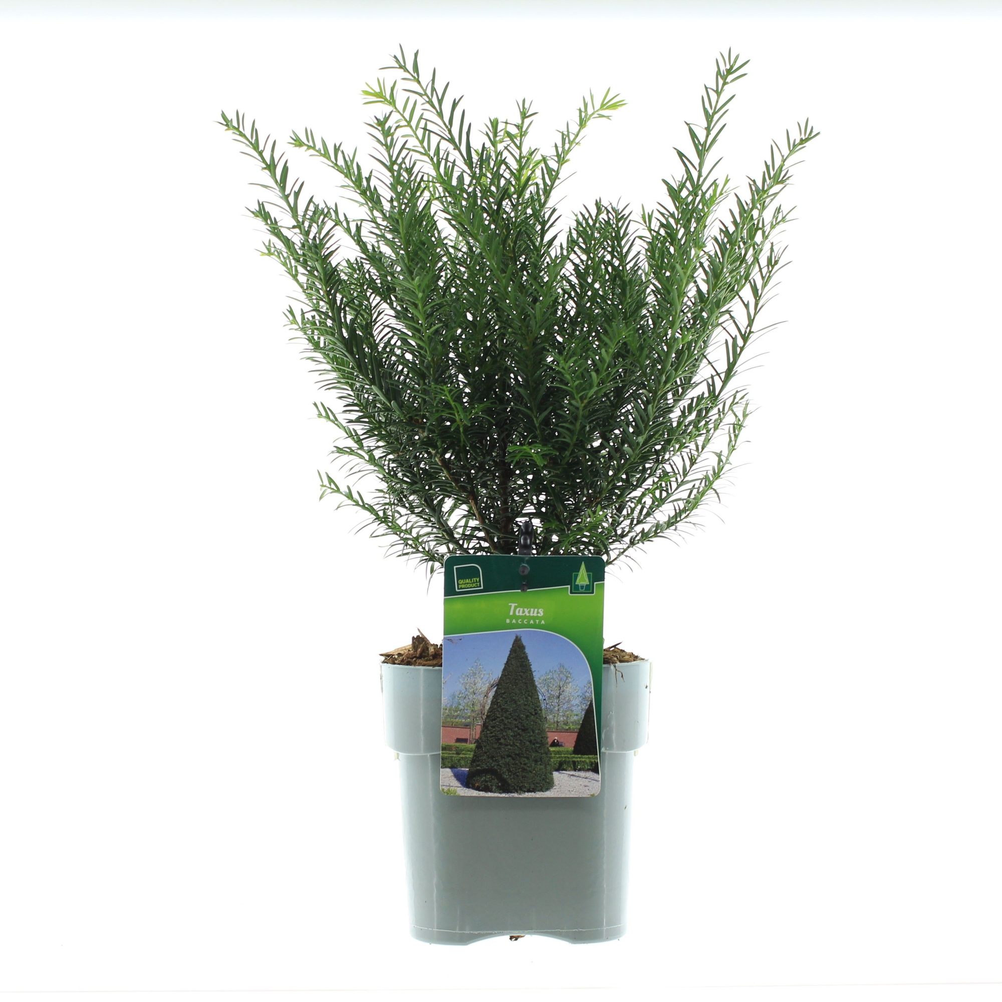 Taxus Baccata, D 17