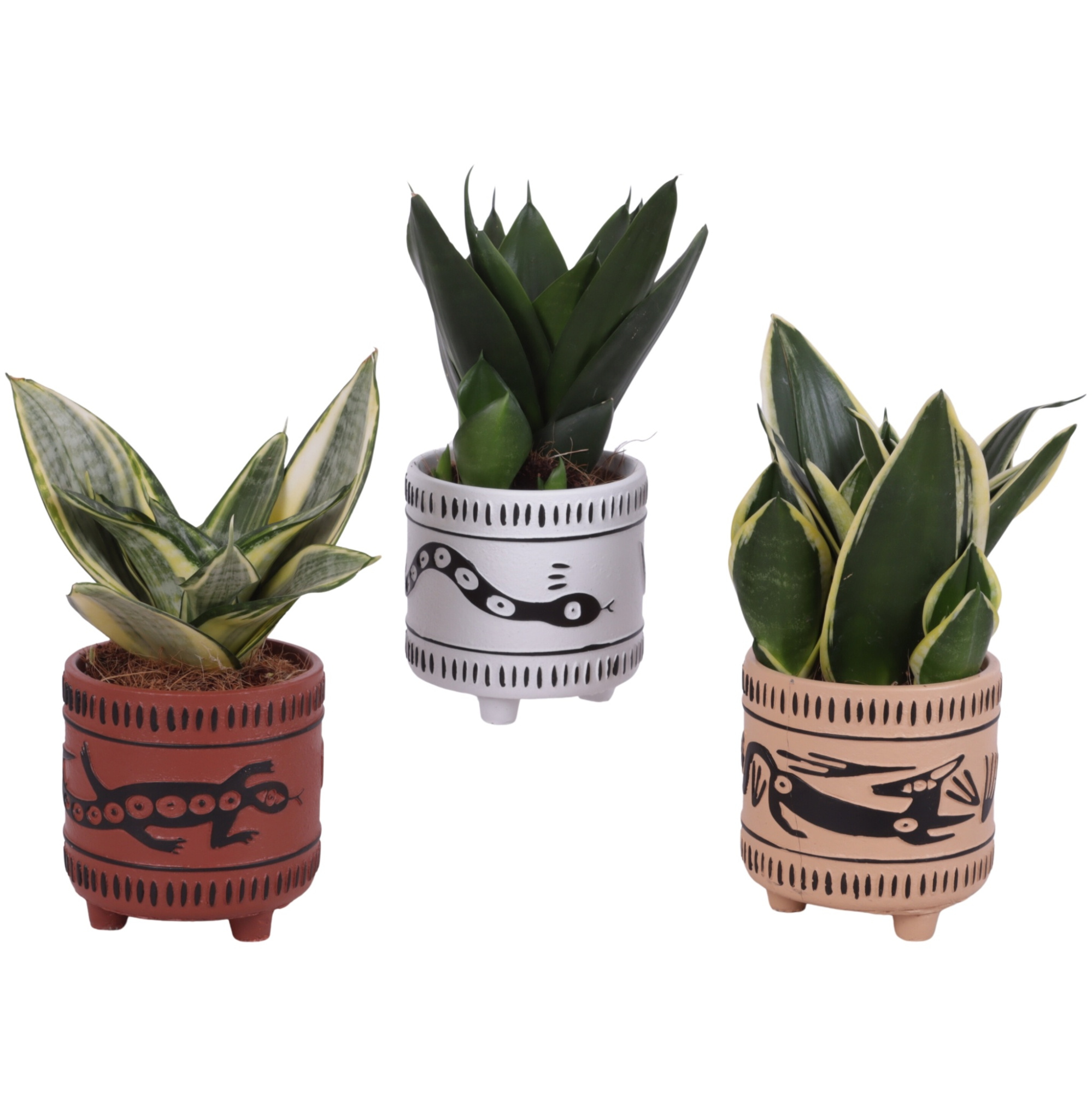 Sansevieria Compacta mix Ø09cm in Ø10cm Ceramic EV664, D 10