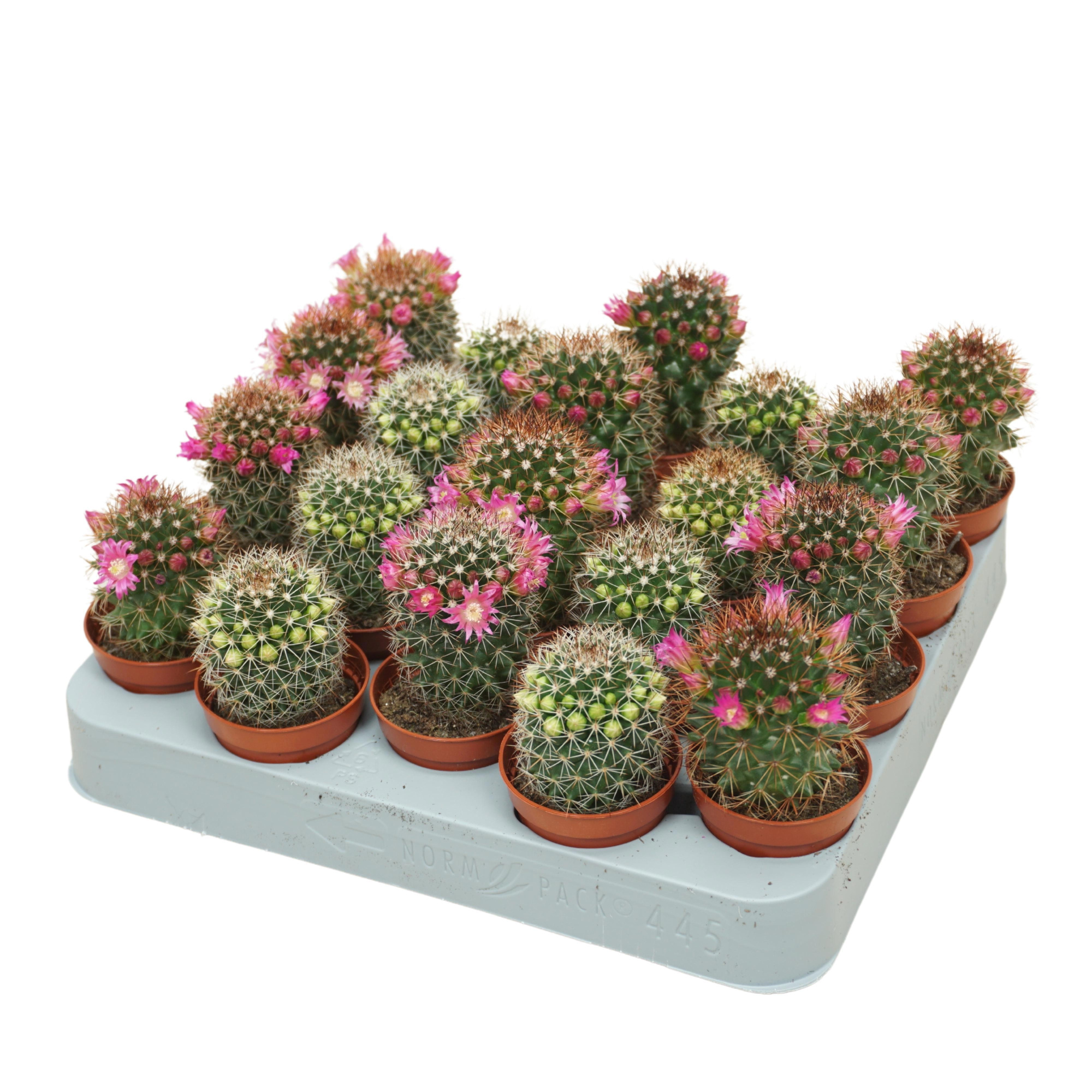 Cactus mammillaria 5,5 cm bloeiend, D 5,5