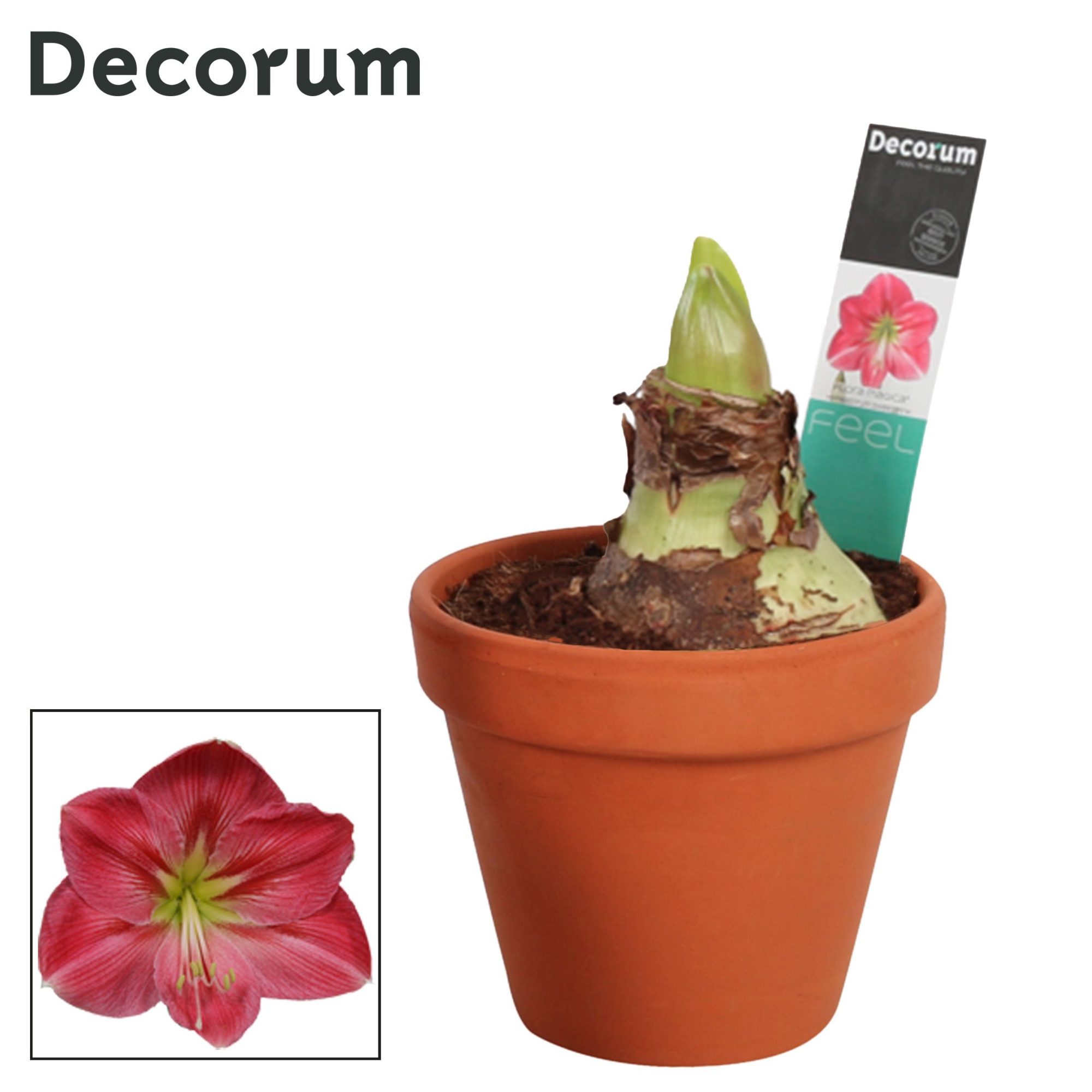 Amaryllis Sweet Pink 2 Knop Terracotta Steen OP (Decorum), D 13 cm