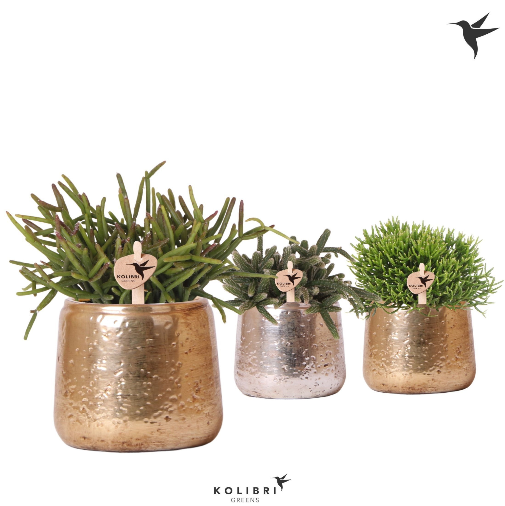 Kolibri Greens Rhipsalis mix in Luxury pot mix, D 9 cm