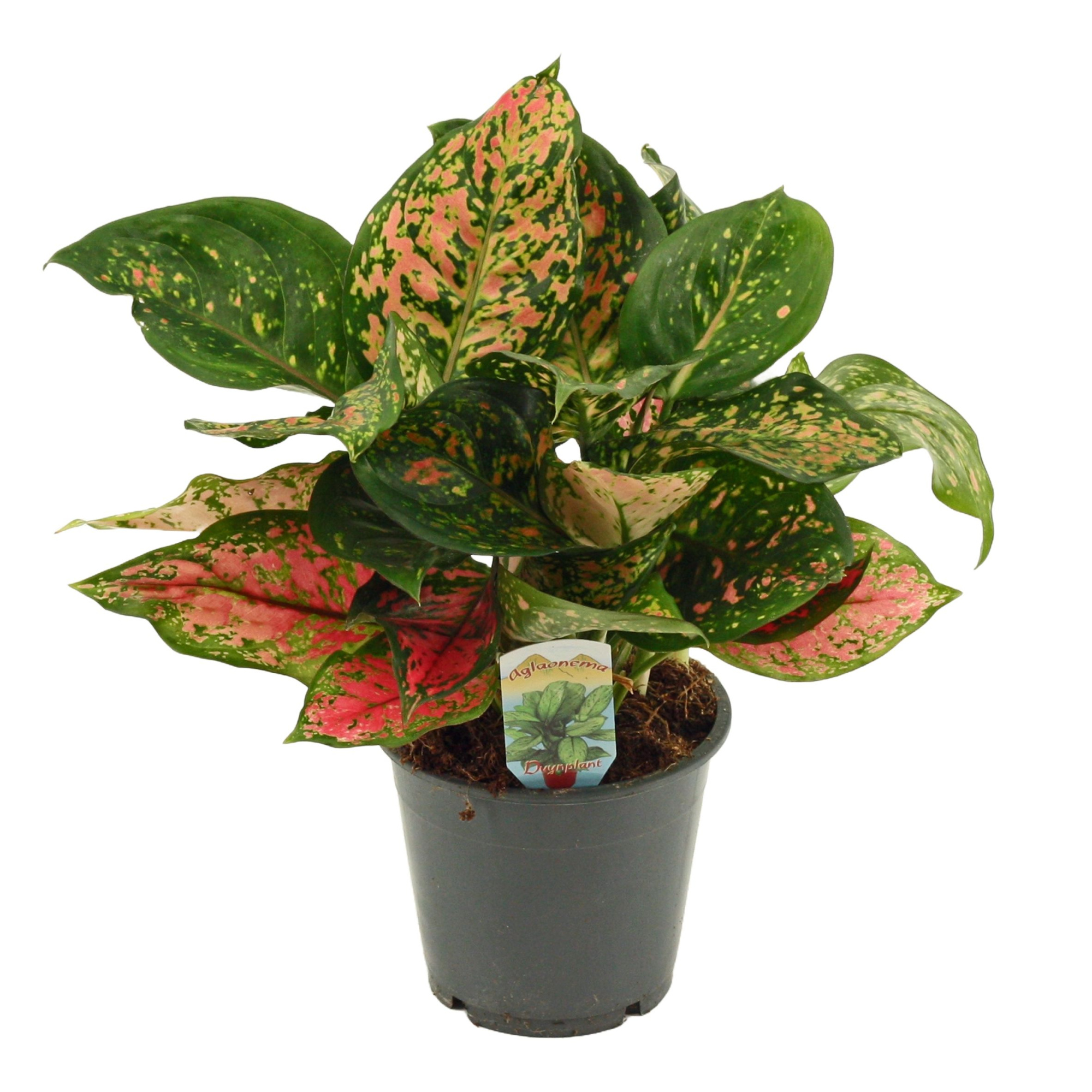 Aglaonema Amanyance 12 cm, D 12 cm