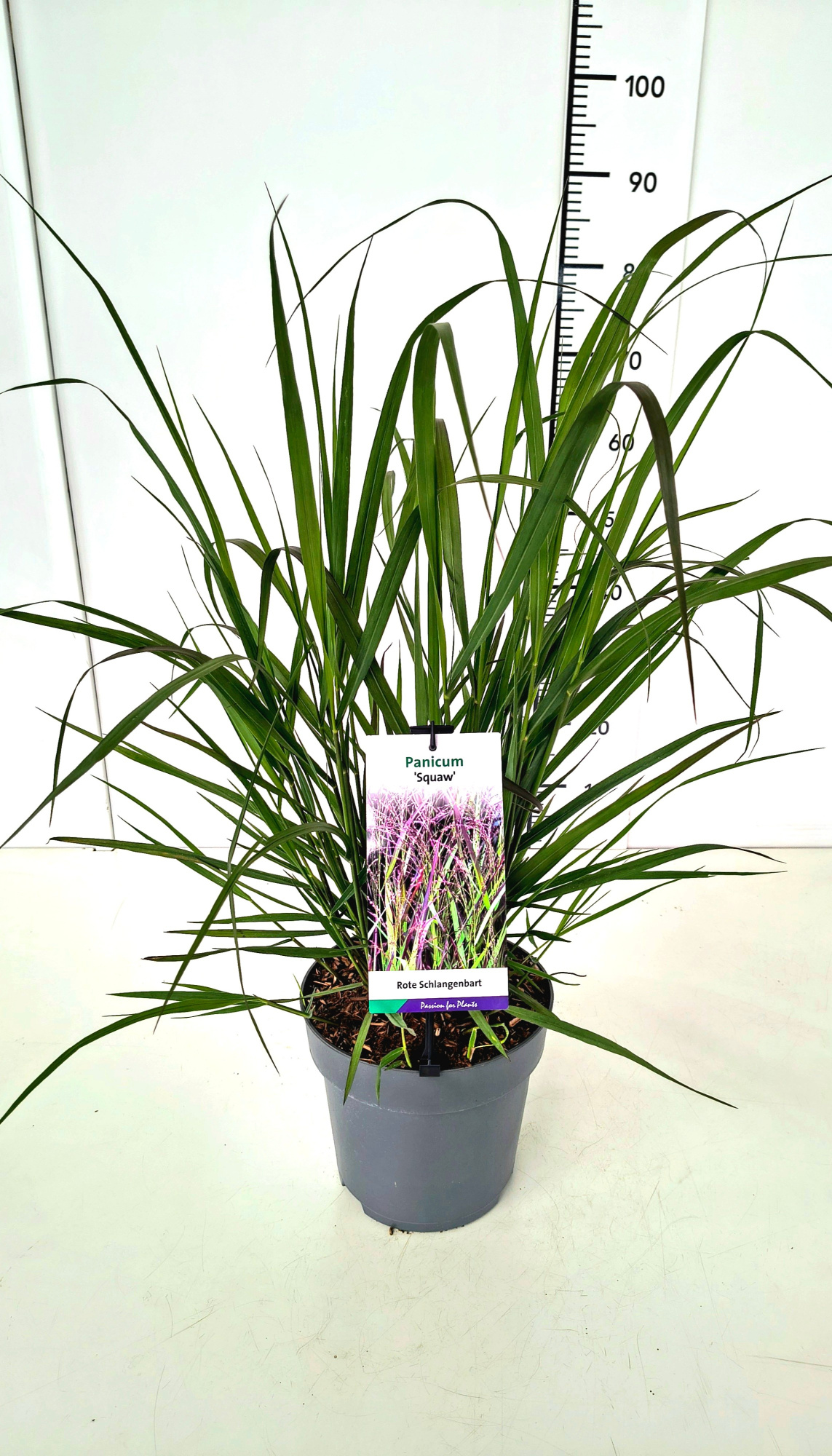 Panicum vir. 'Squaw' C5, D 23 cm