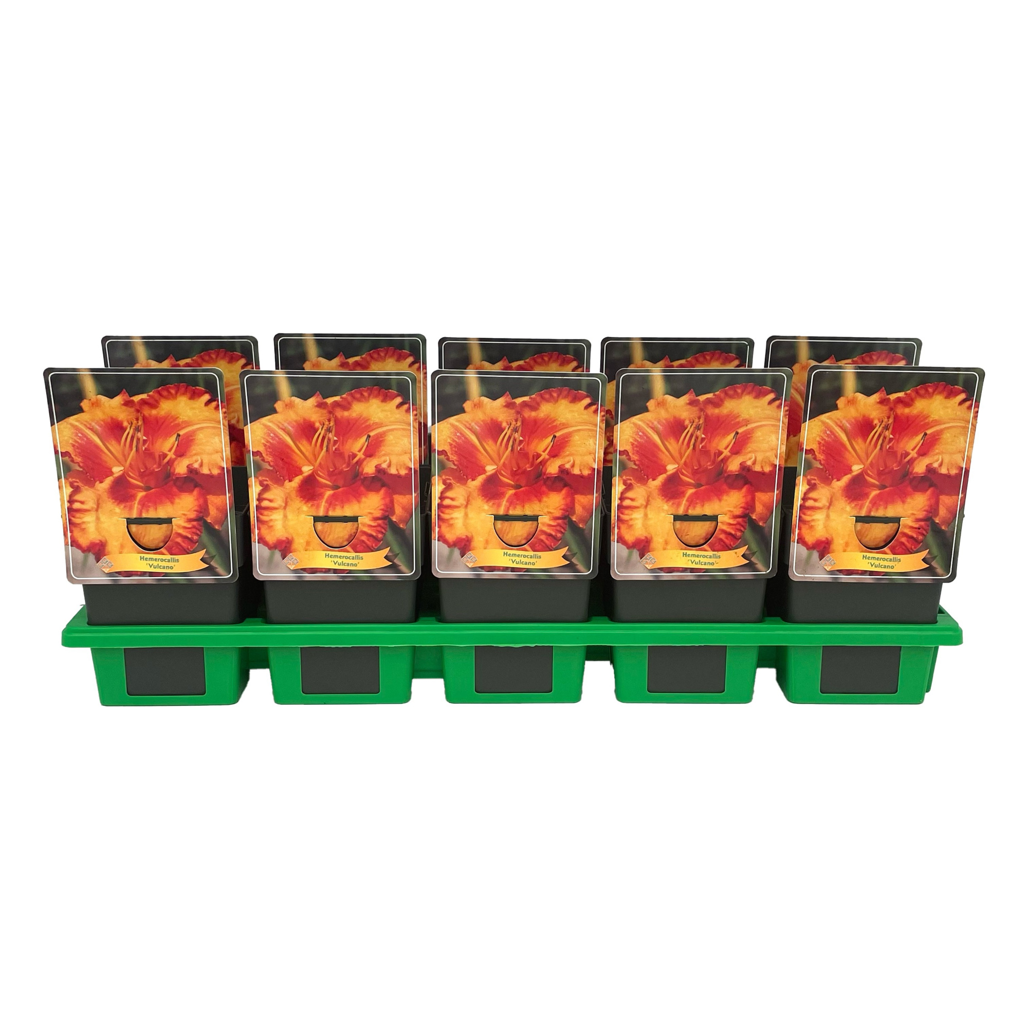 Hemerocallis 'Vulcano Queen' P11, D 11 cm